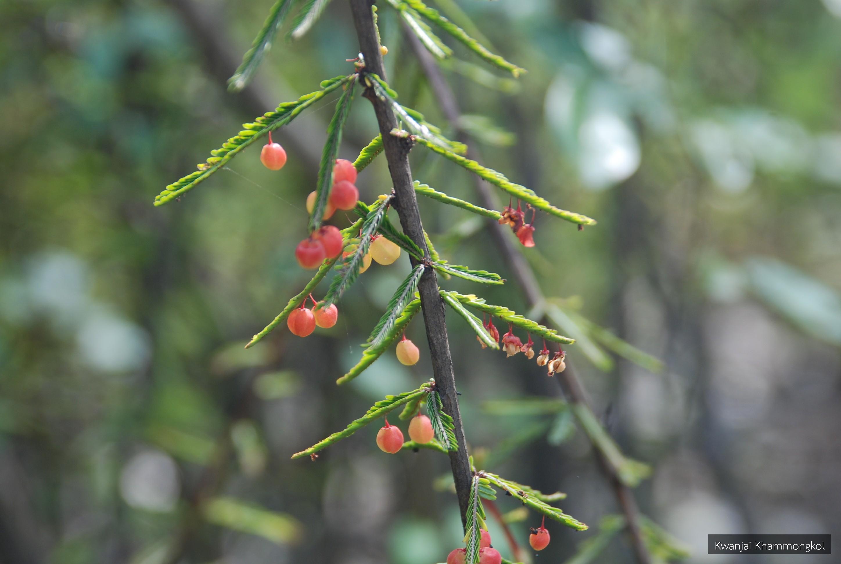 Phyllanthus taxodiifolius