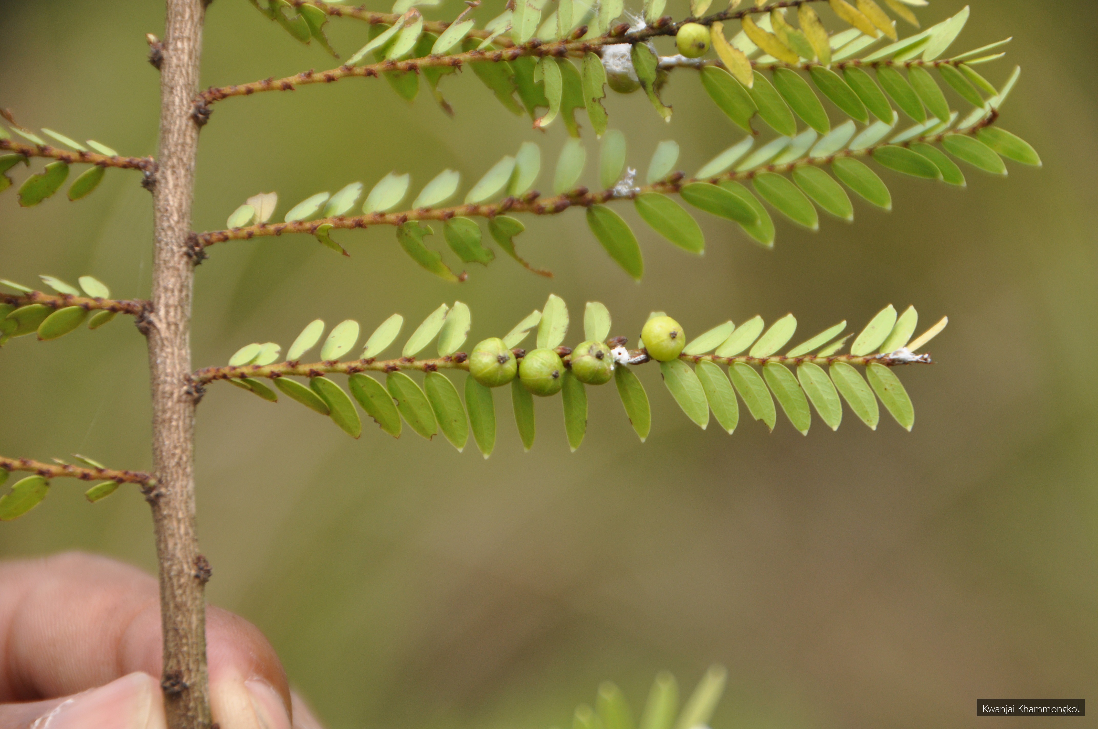 Phyllanthus polyphyllus