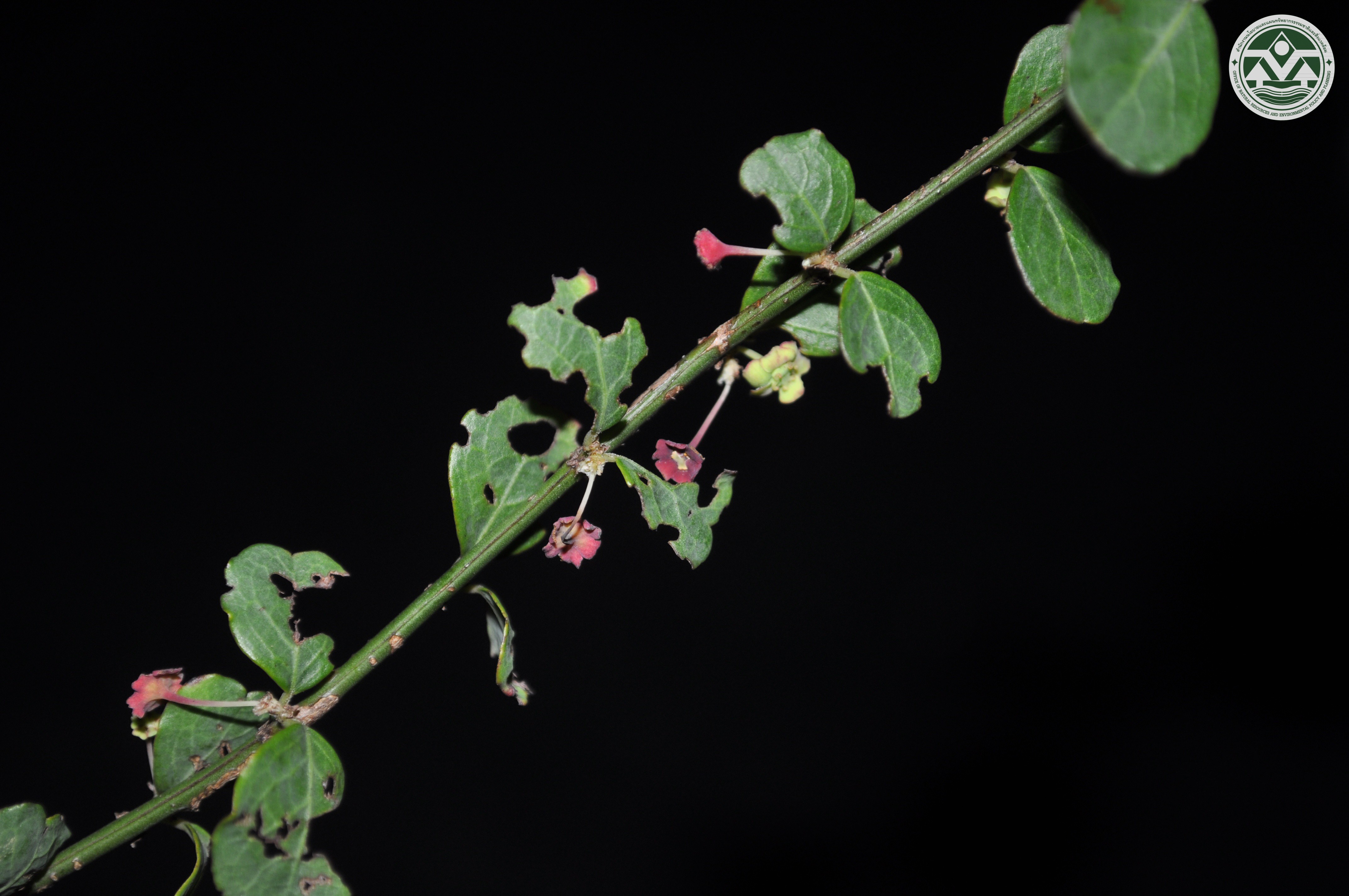 Sauropus heteroblastus