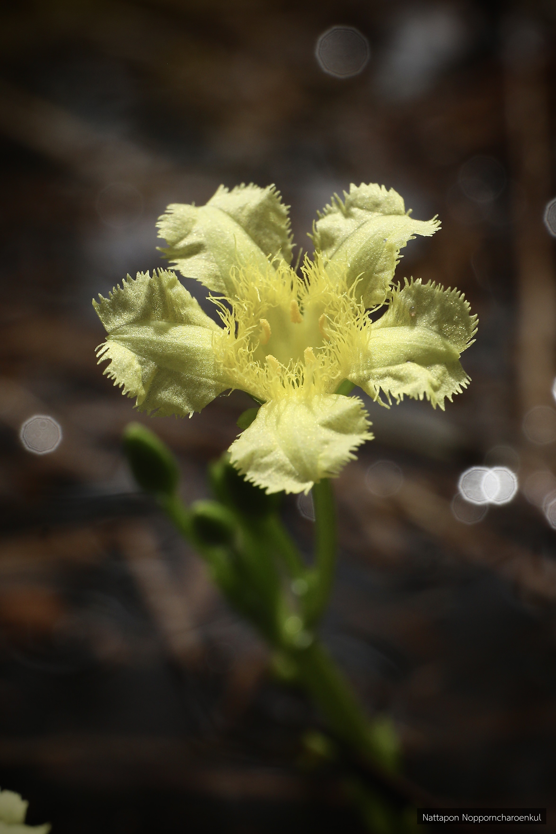 Nymphoides cambodiana
