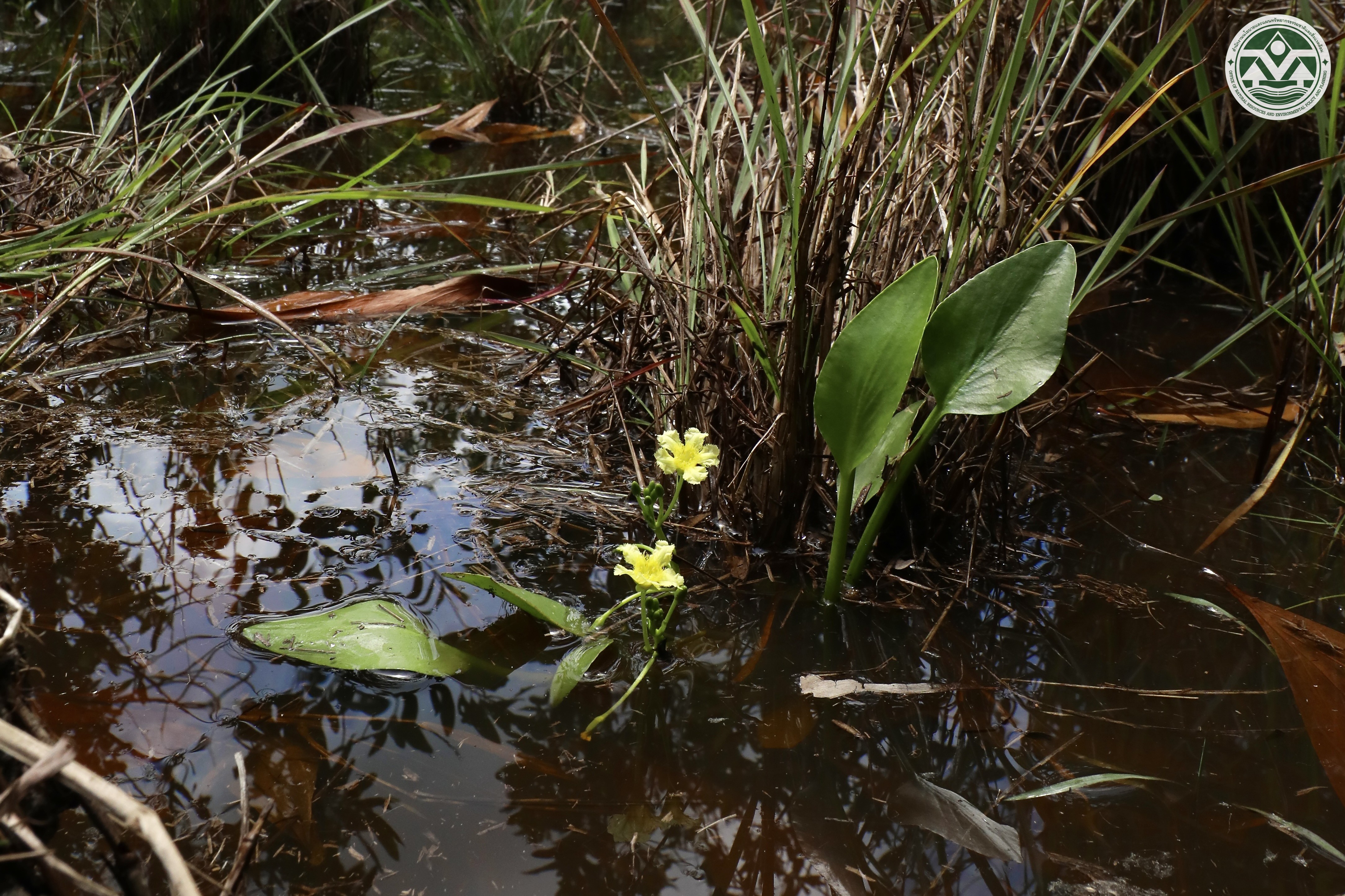 Nymphoides cambodiana