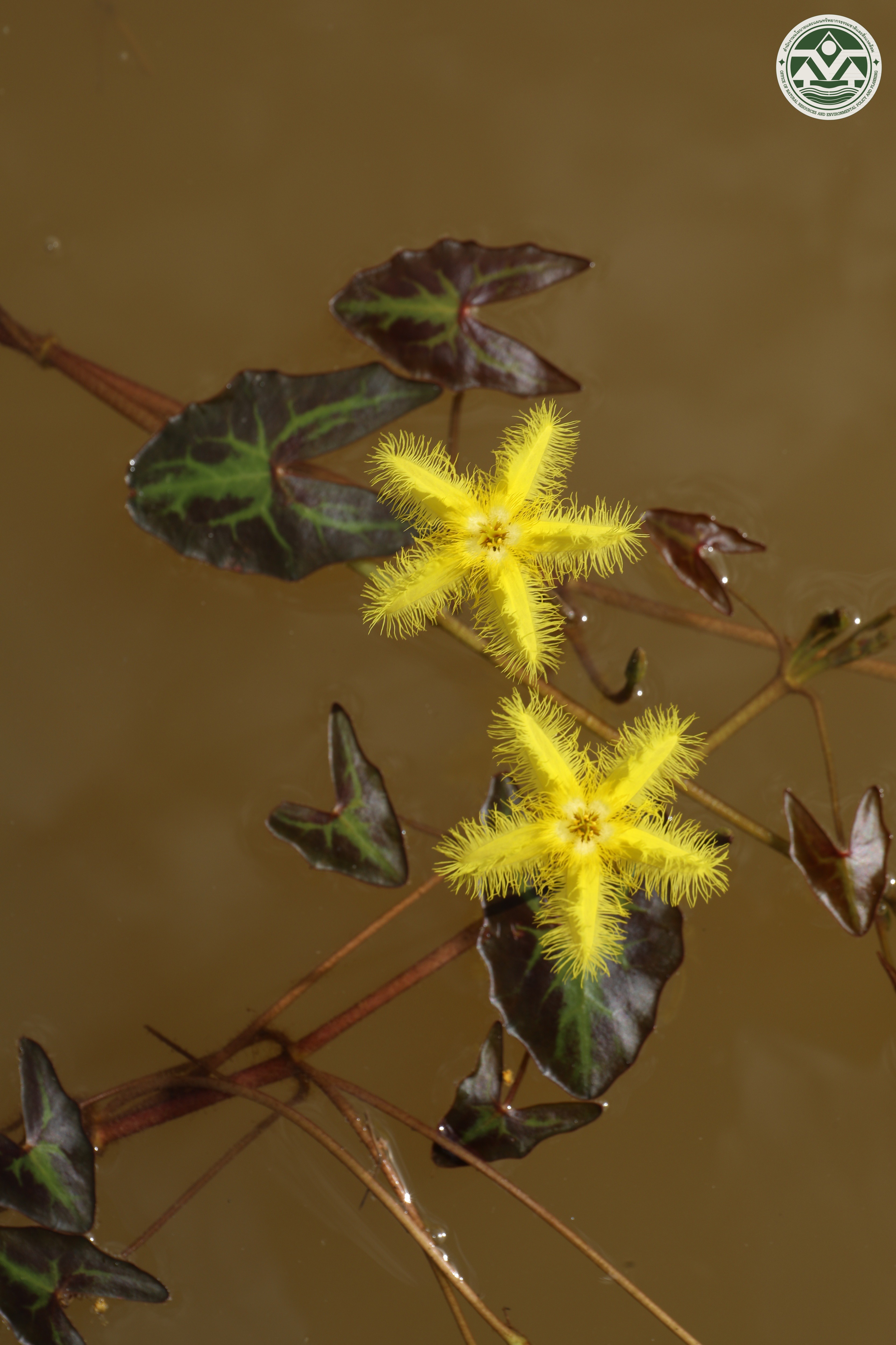 Nymphoides hastata