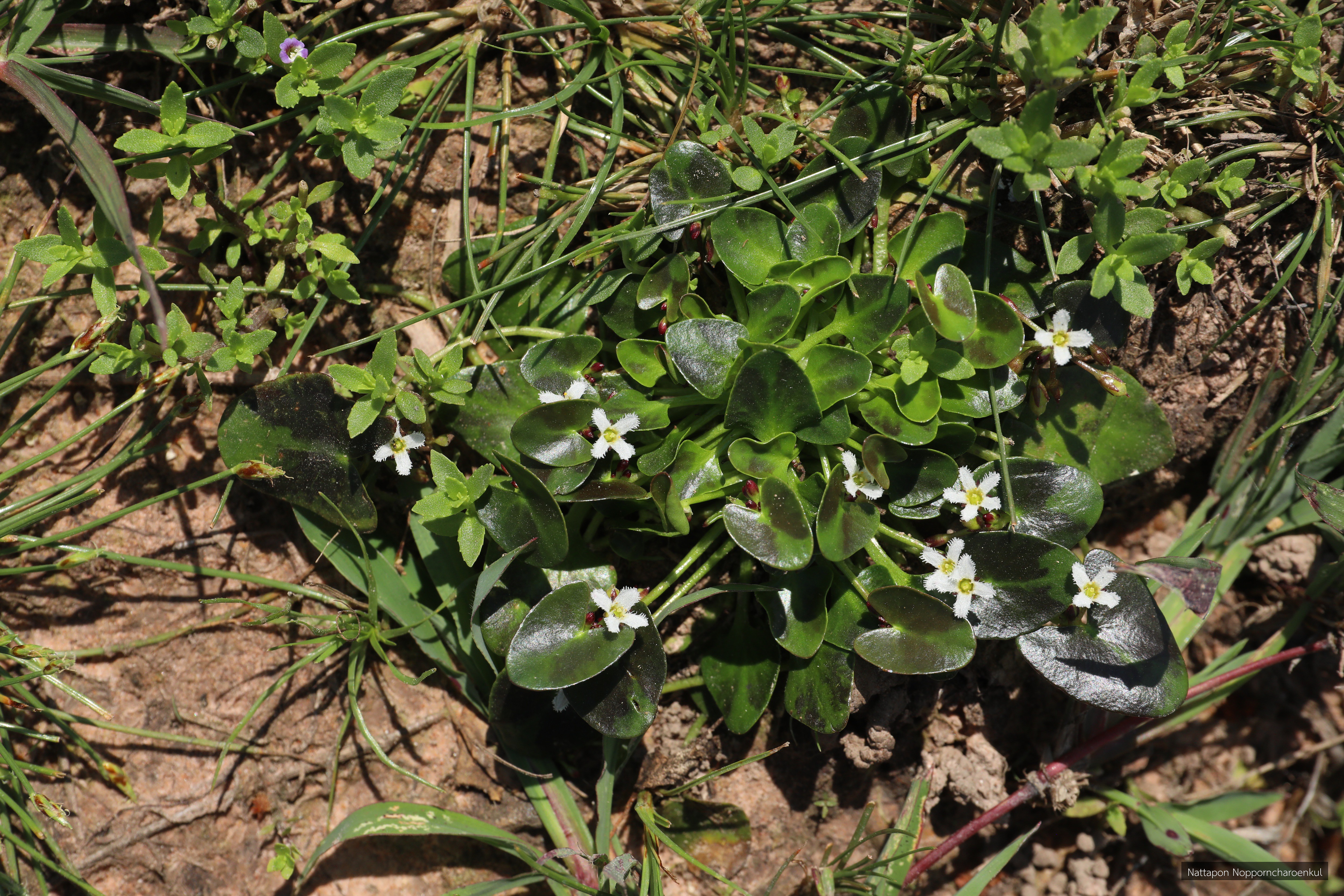 Nymphoides minima