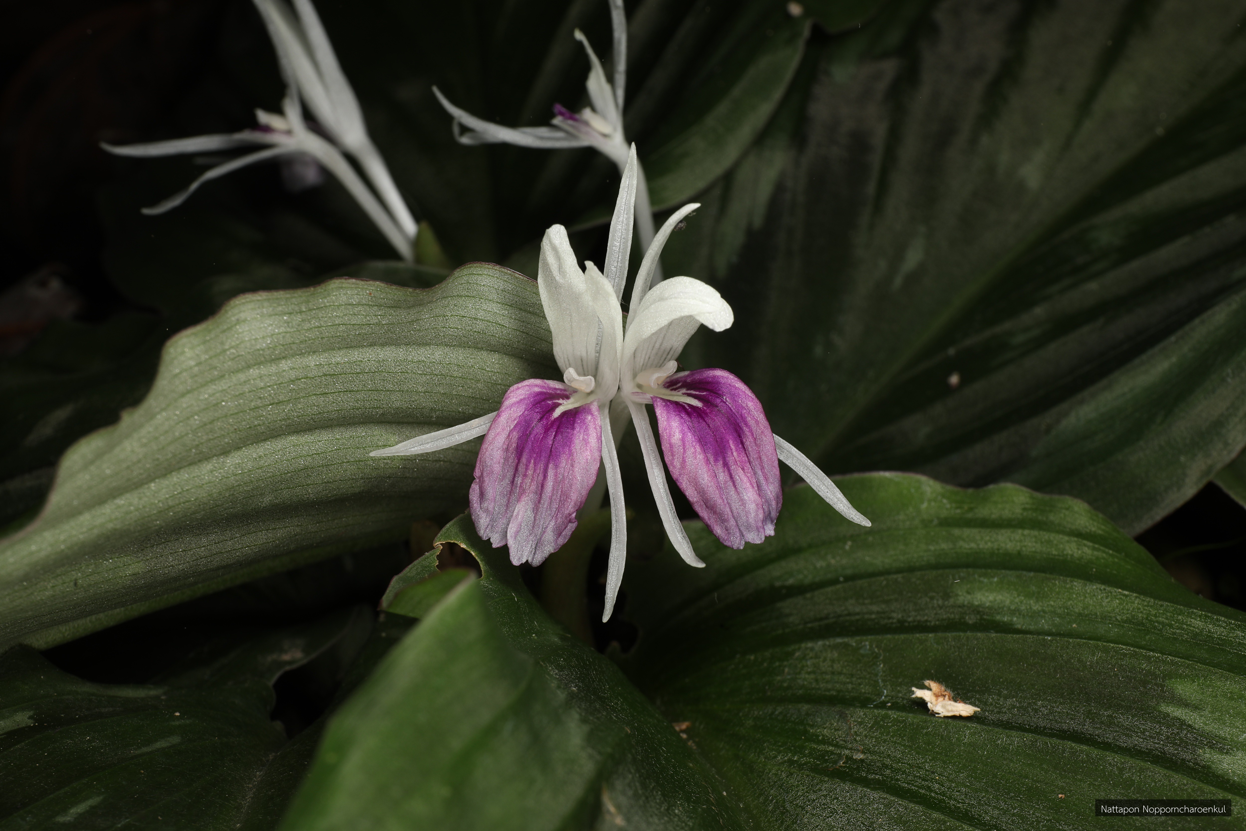 Kaempferia parviflora