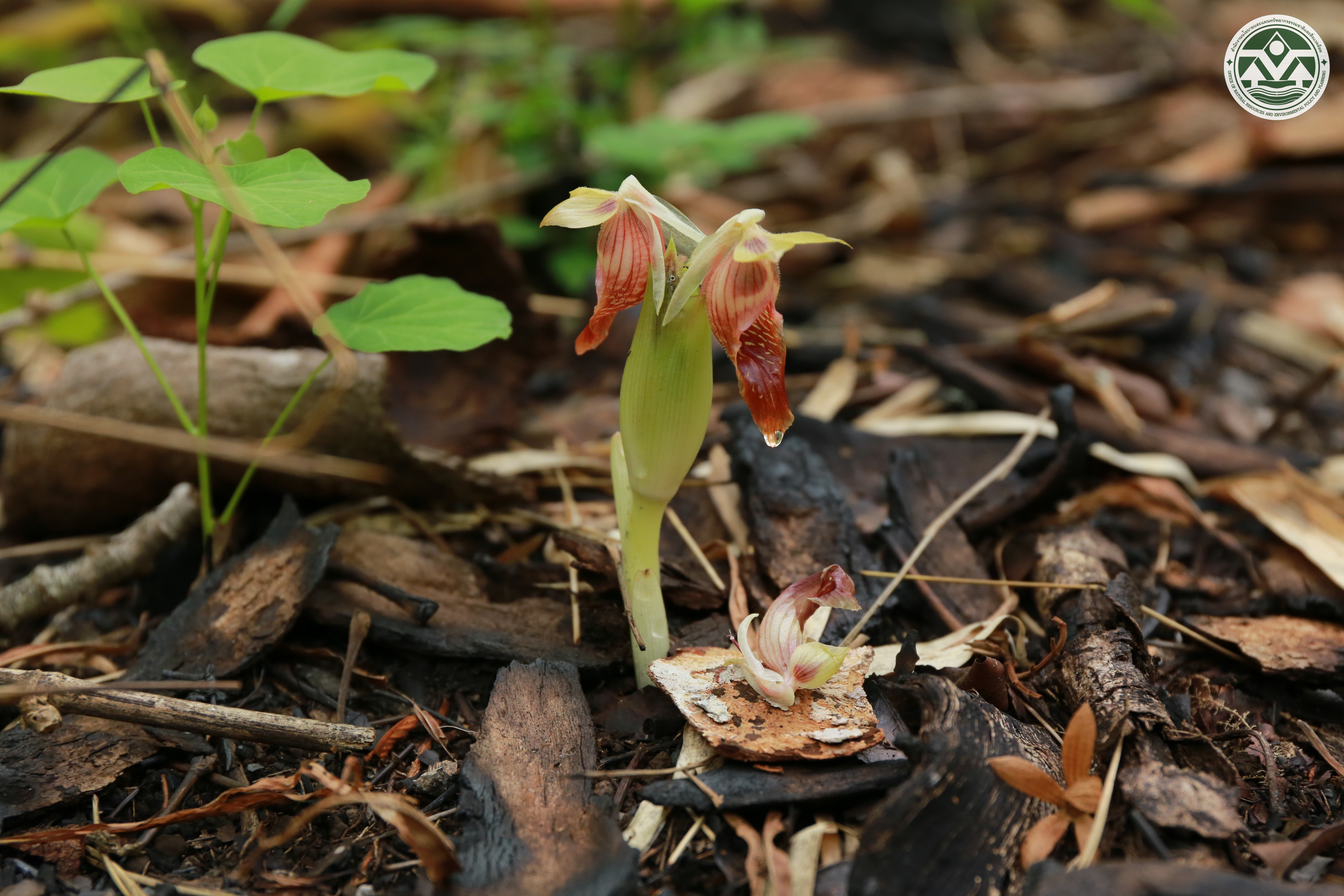 Boesenbergia siamensis