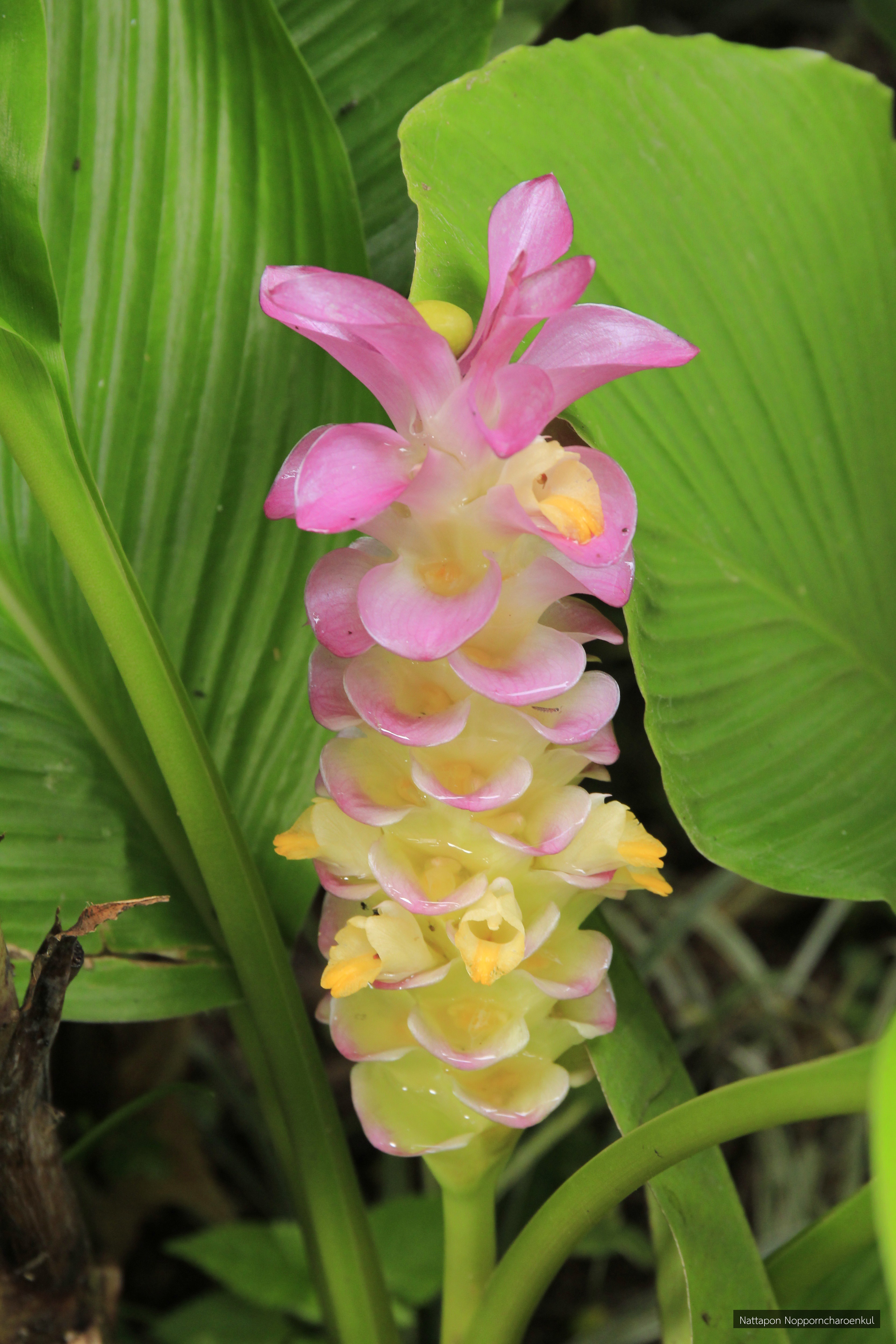 Curcuma petiolata
