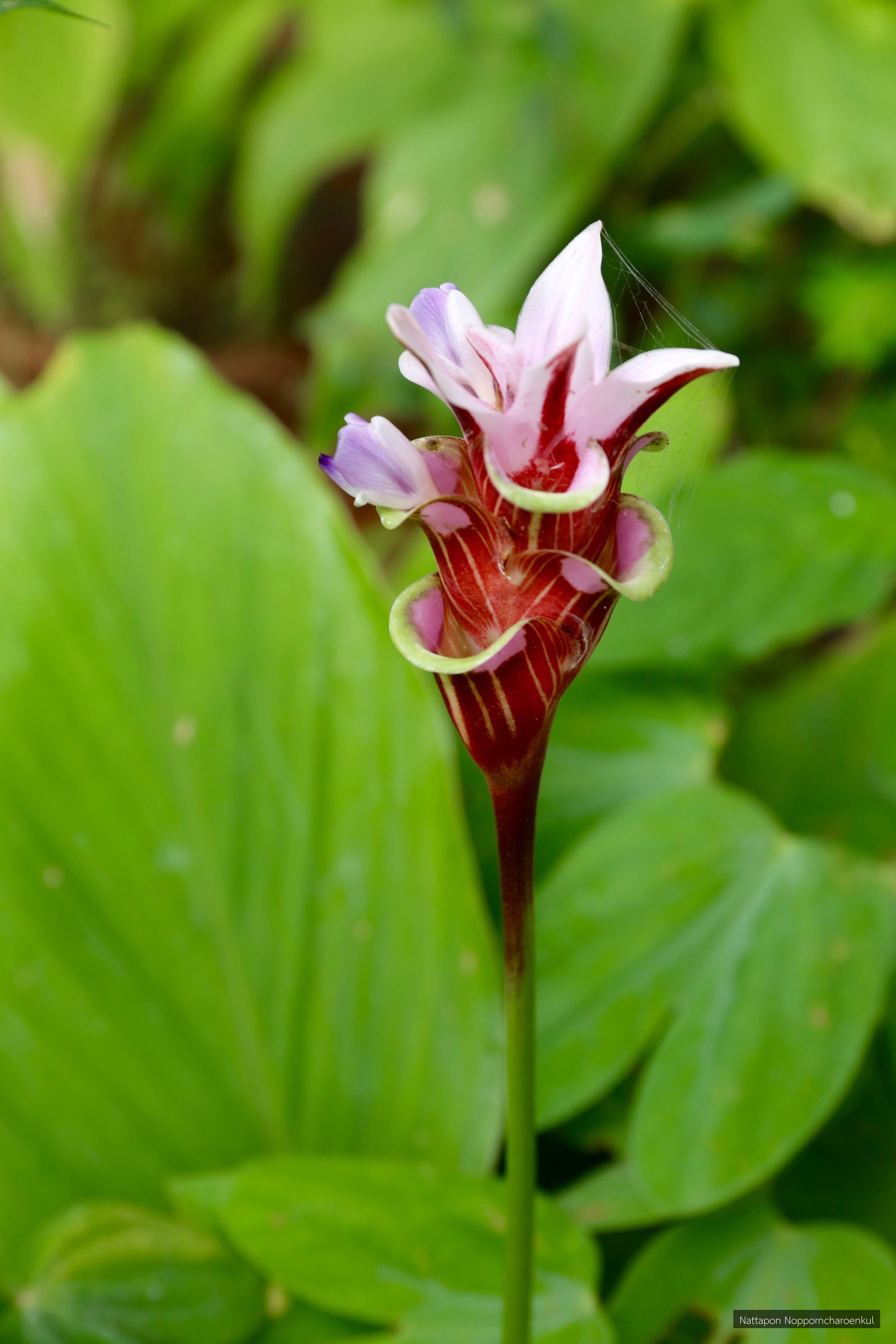 Curcuma rhabdota