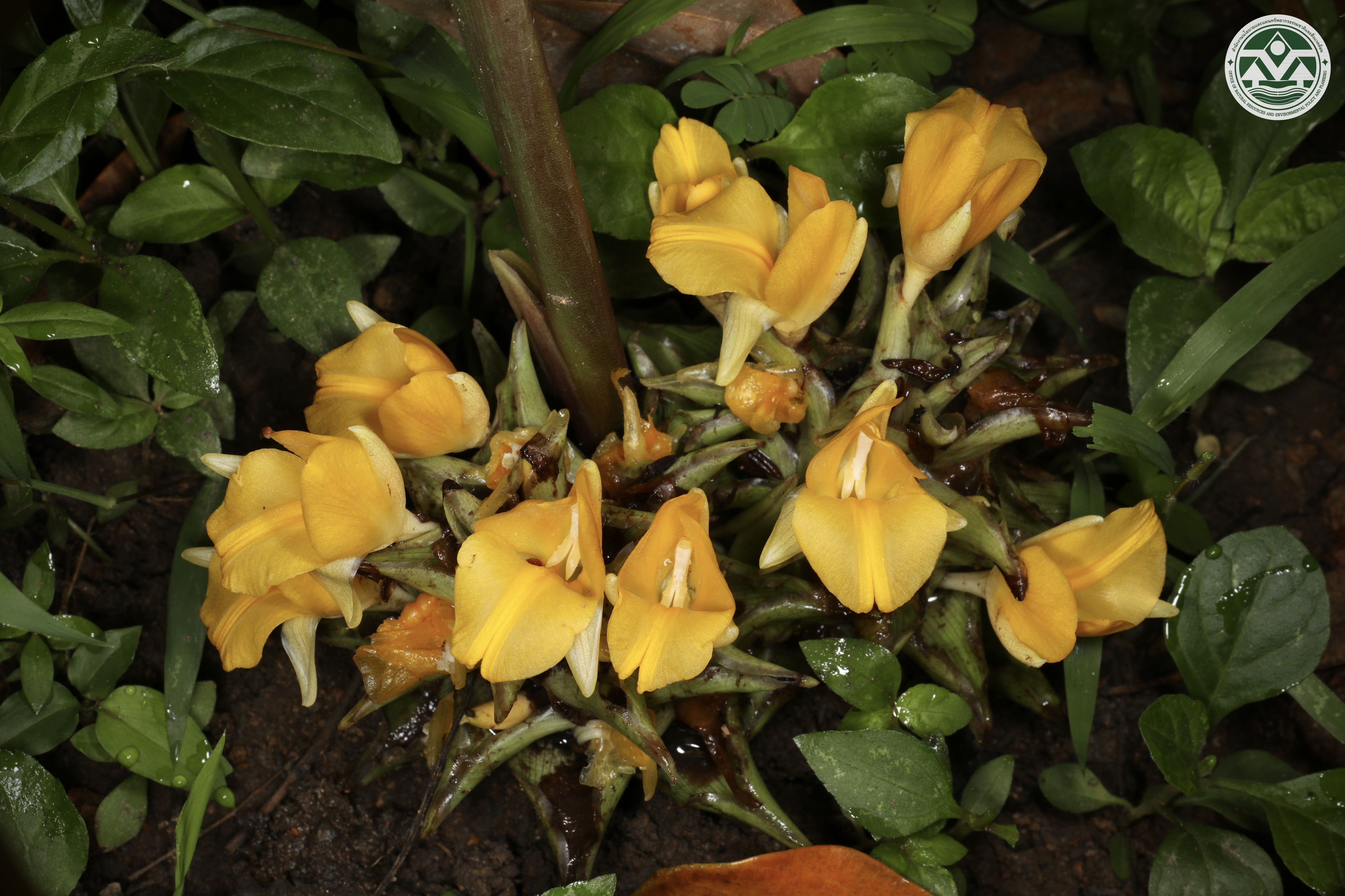 Curcuma aruna