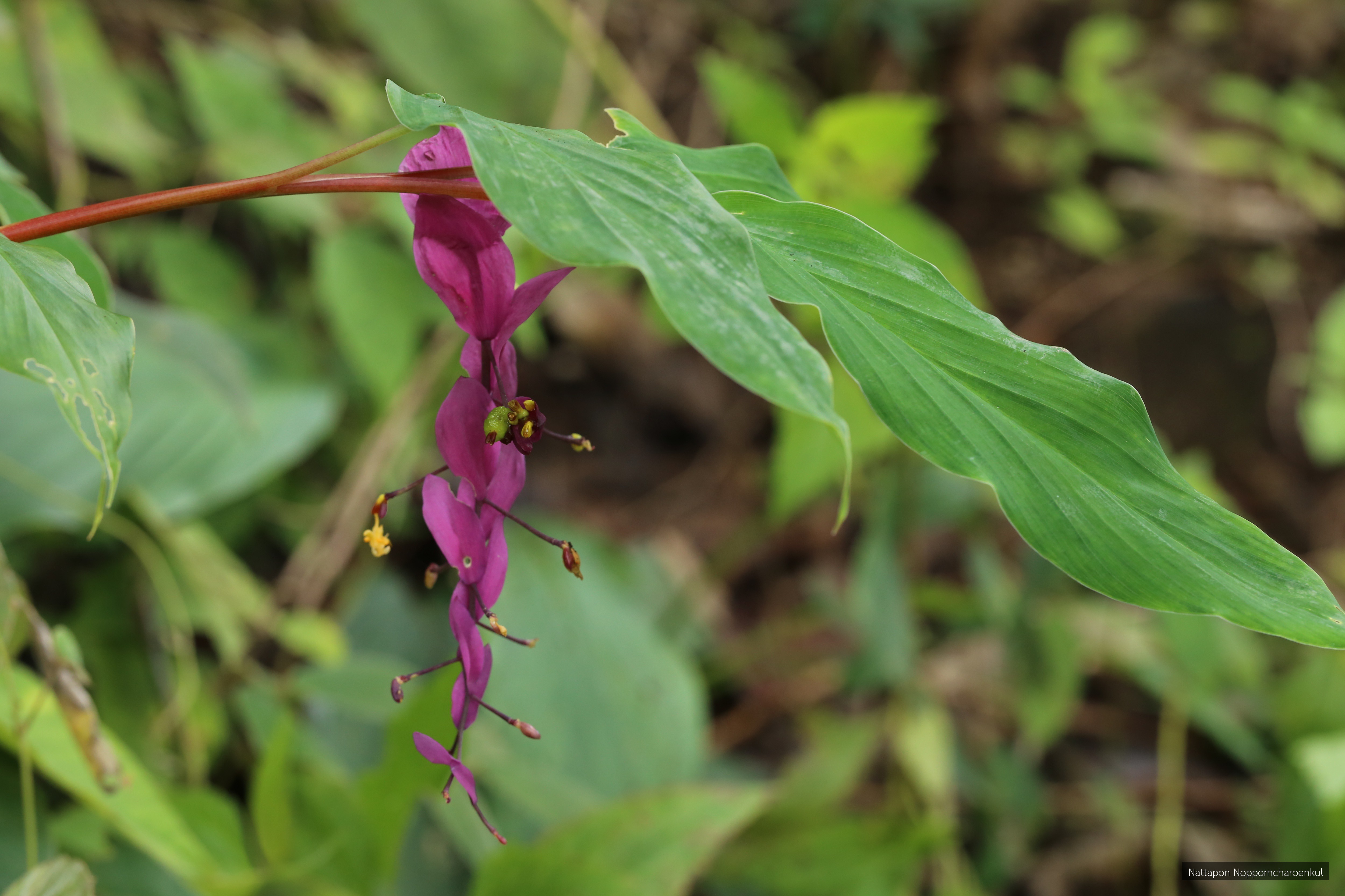 Globba winitii