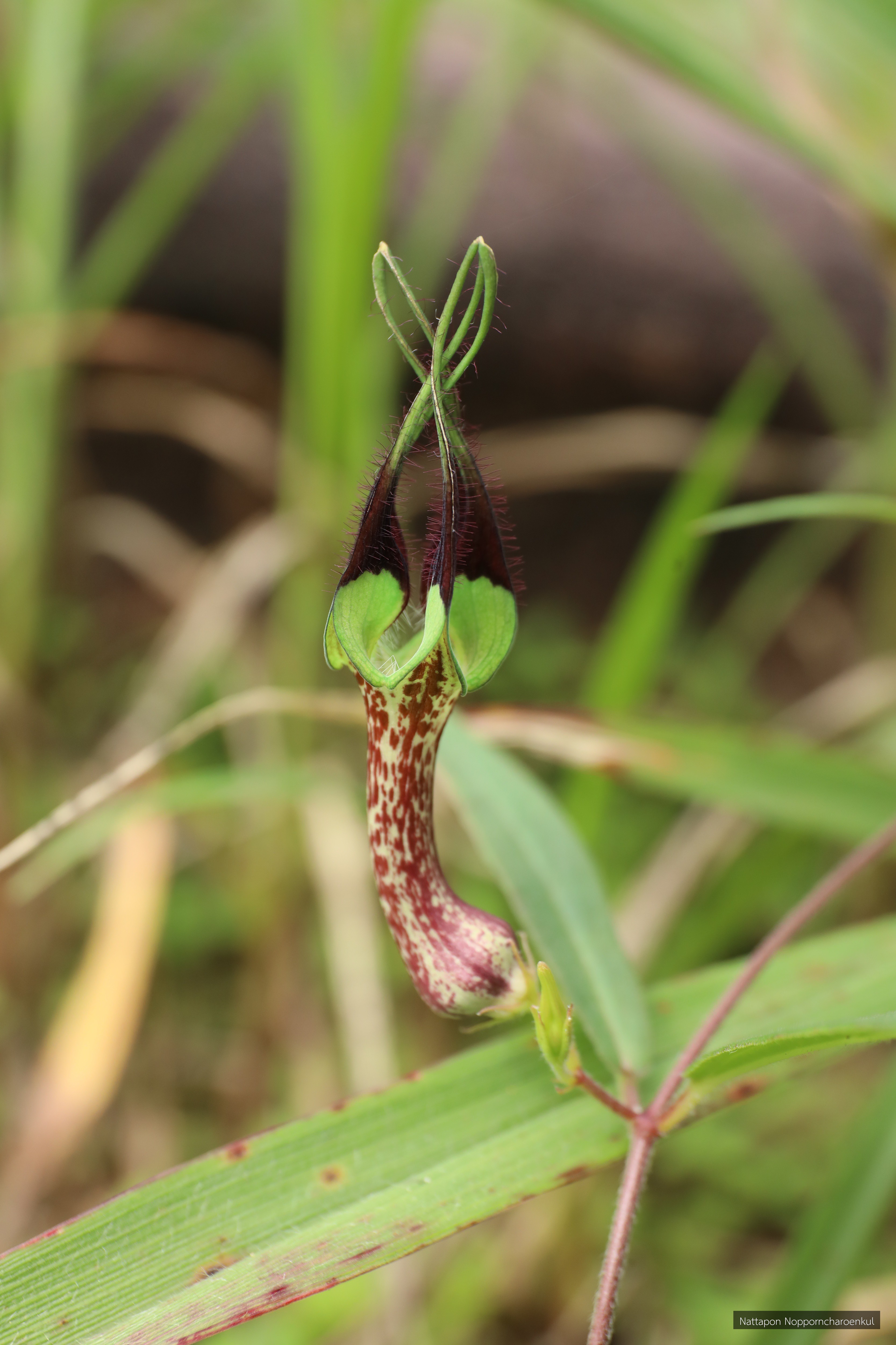 Ceropegia cochleata