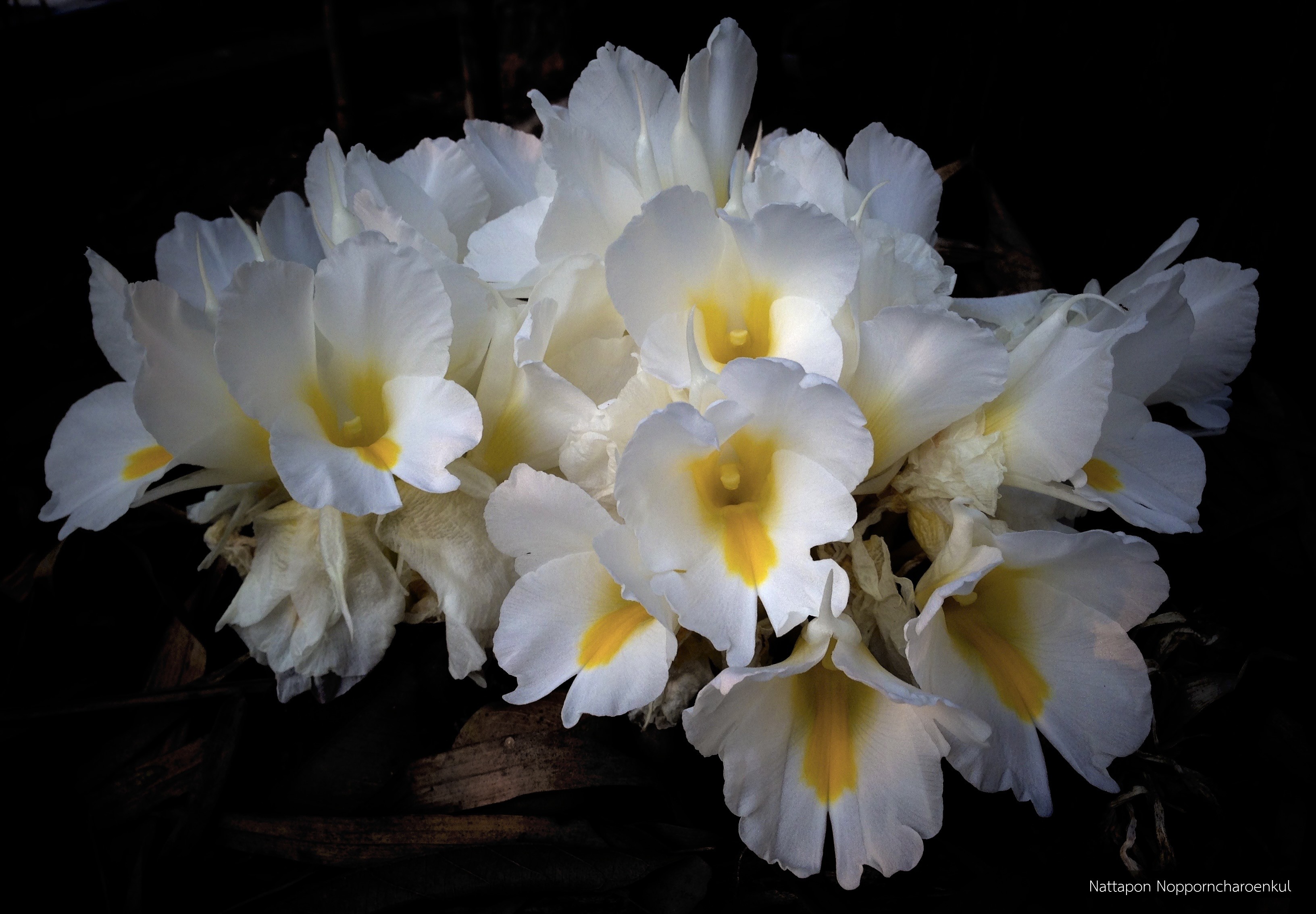 Curcuma candida