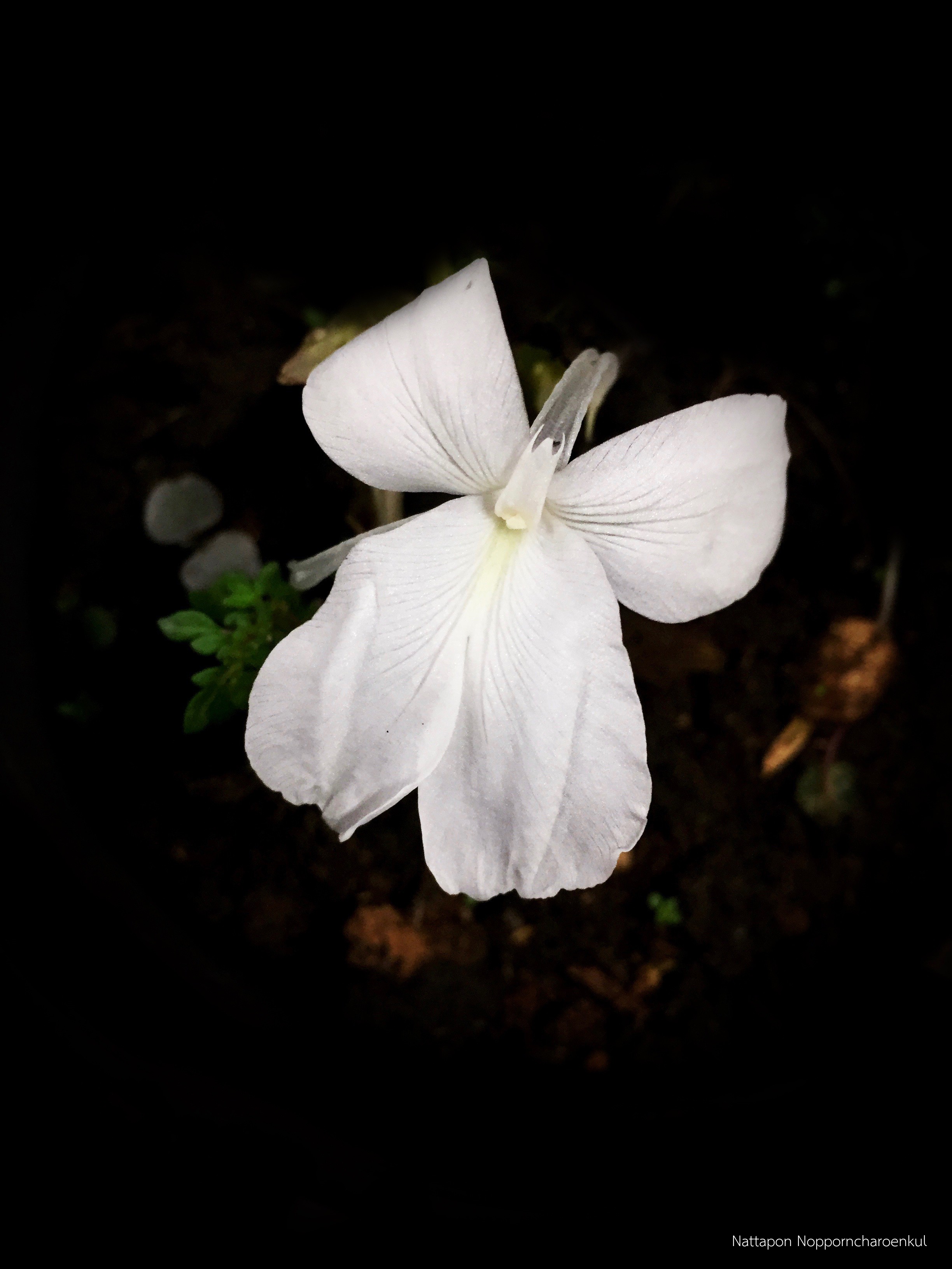 Kaempferia caespitosa