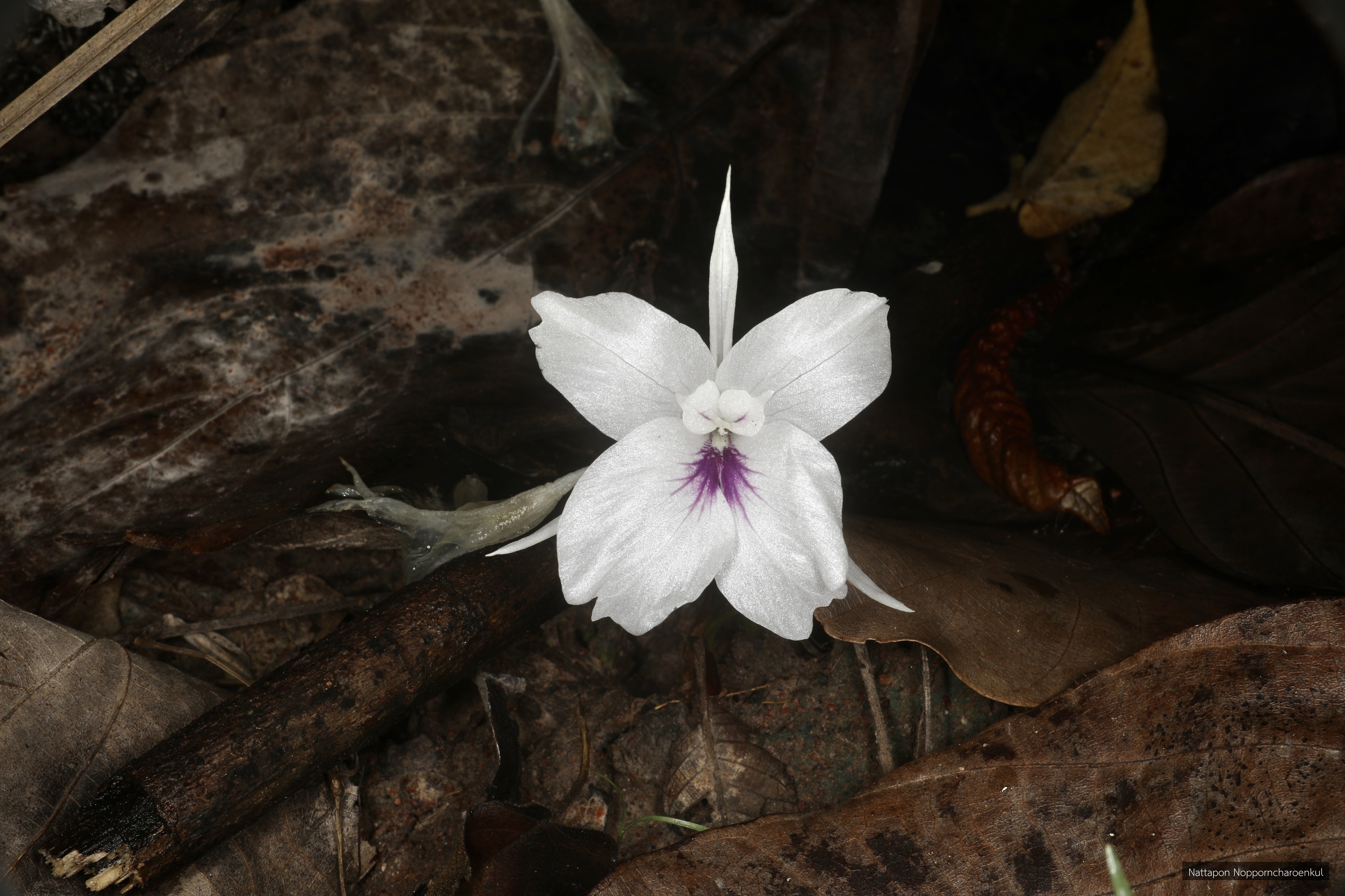 Kaempferia graminifolia