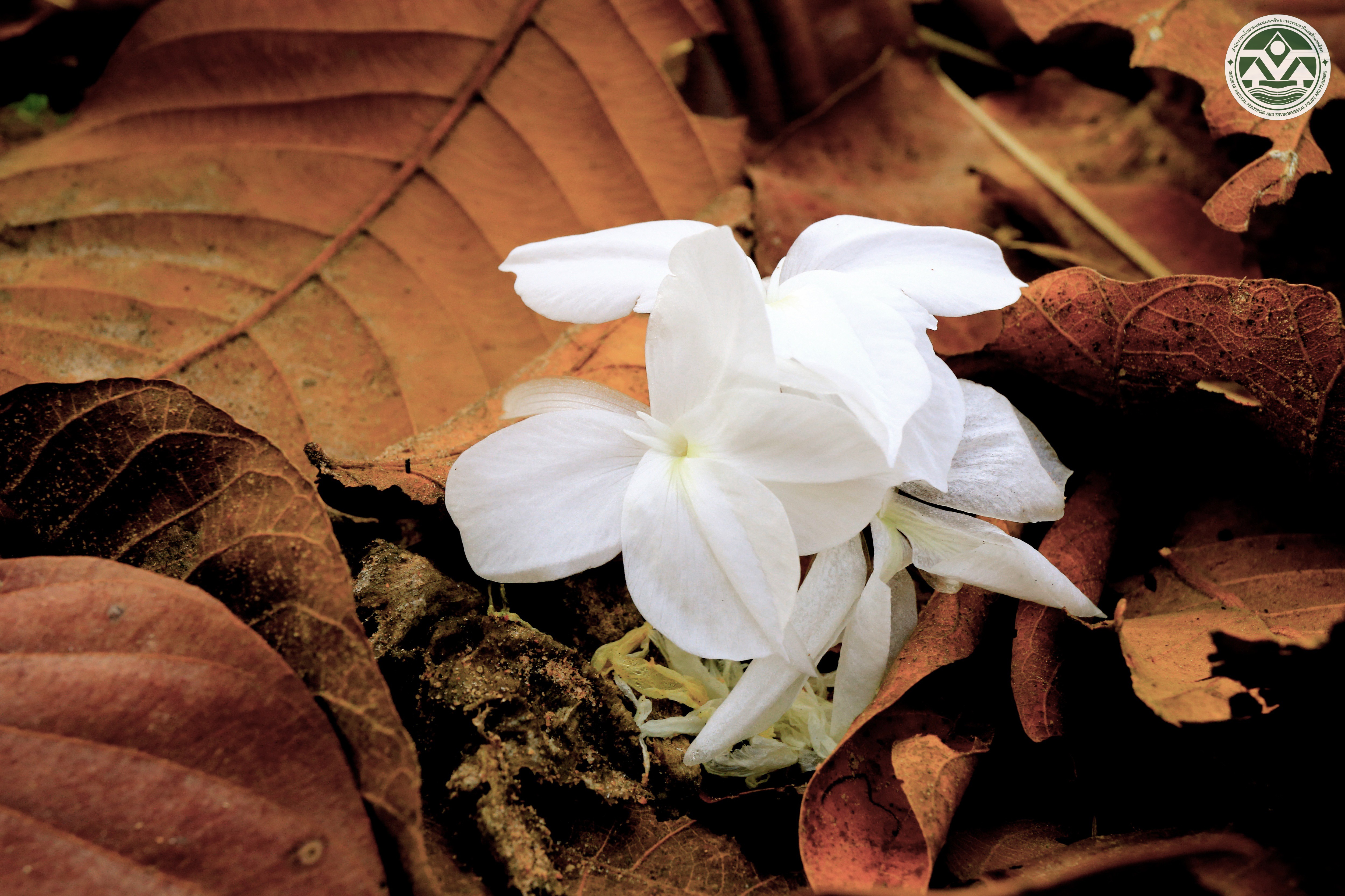 Kaempferia grandifolia