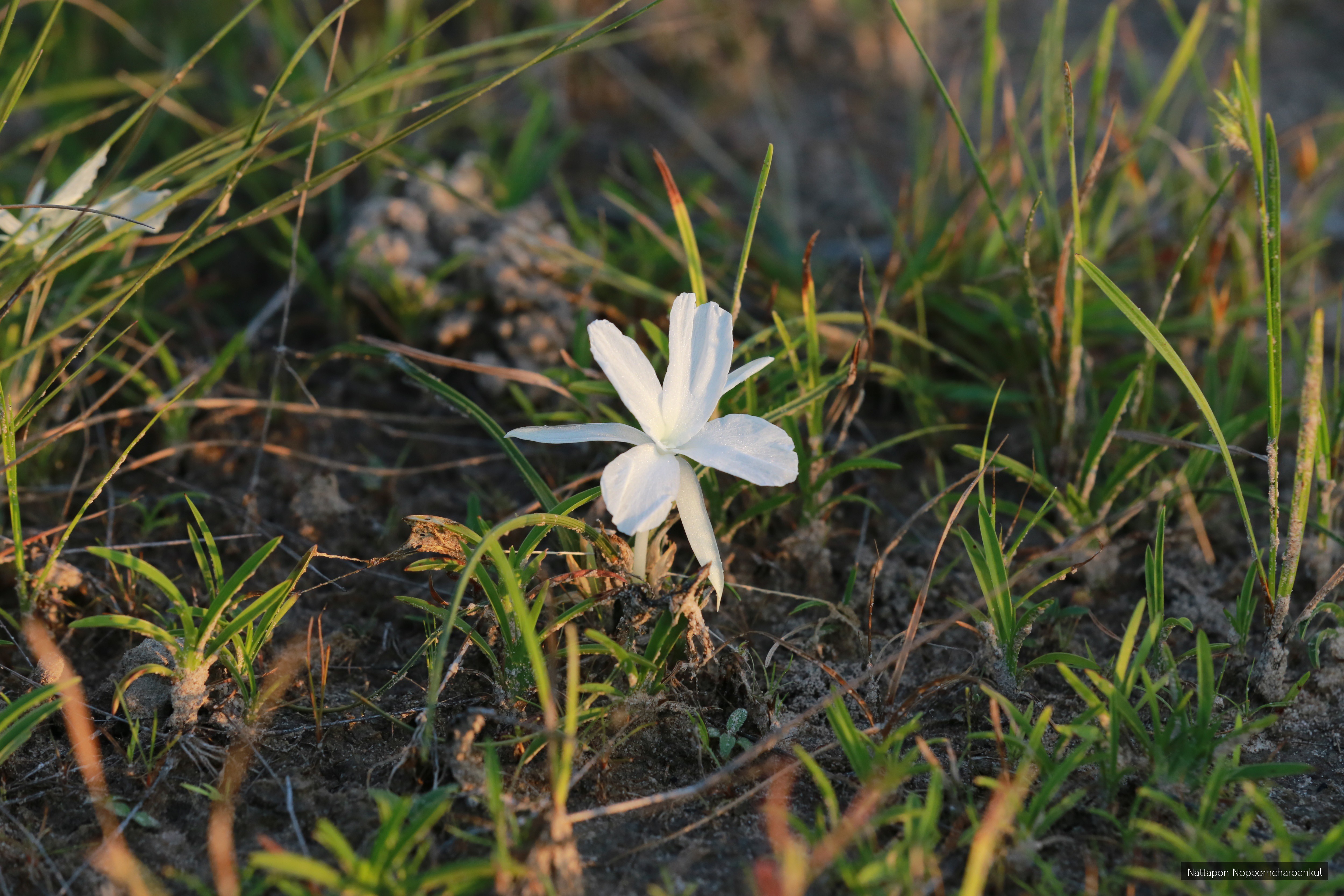 Kaempferia fissa