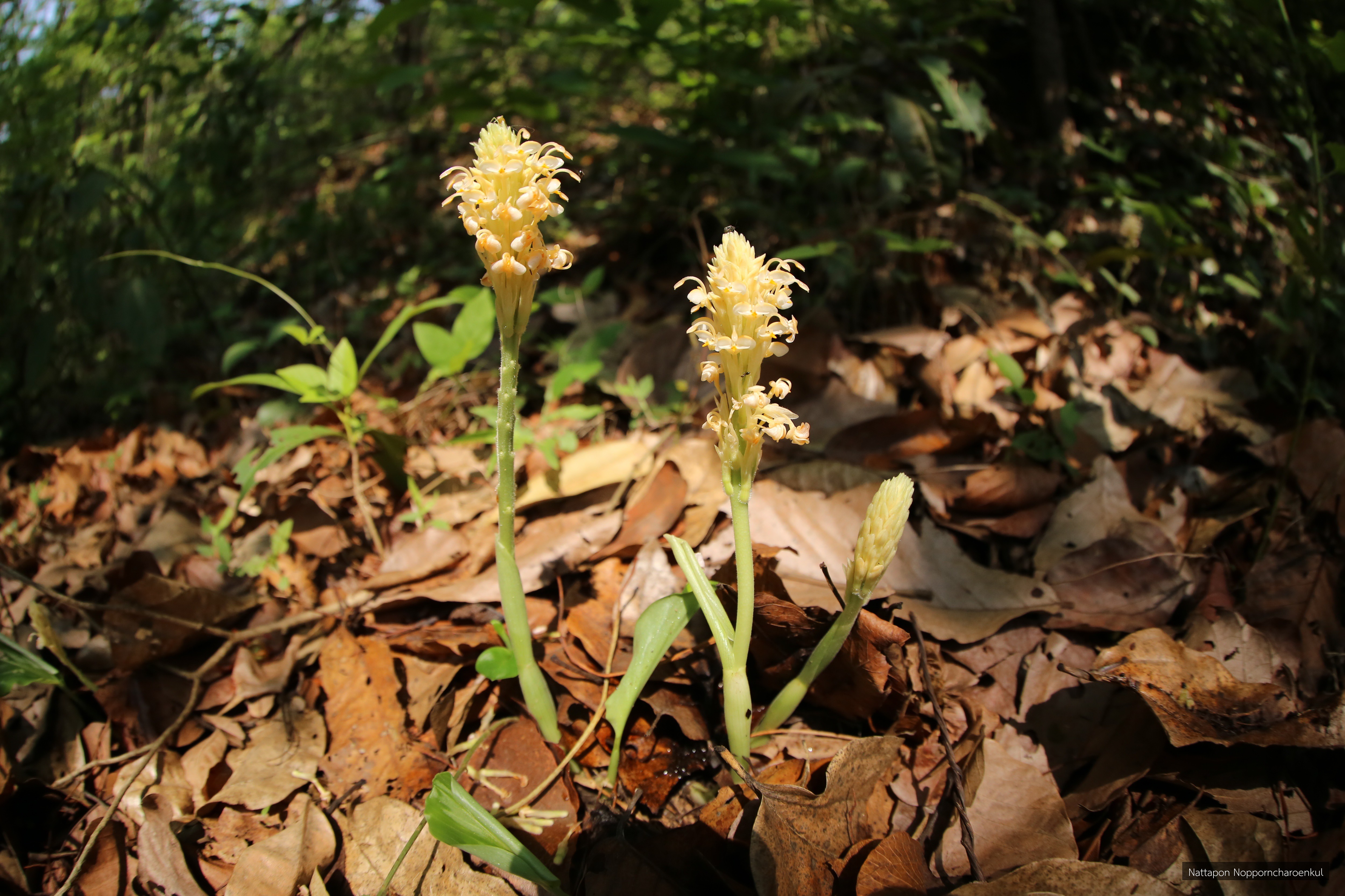 Gagnepainia godefroyi