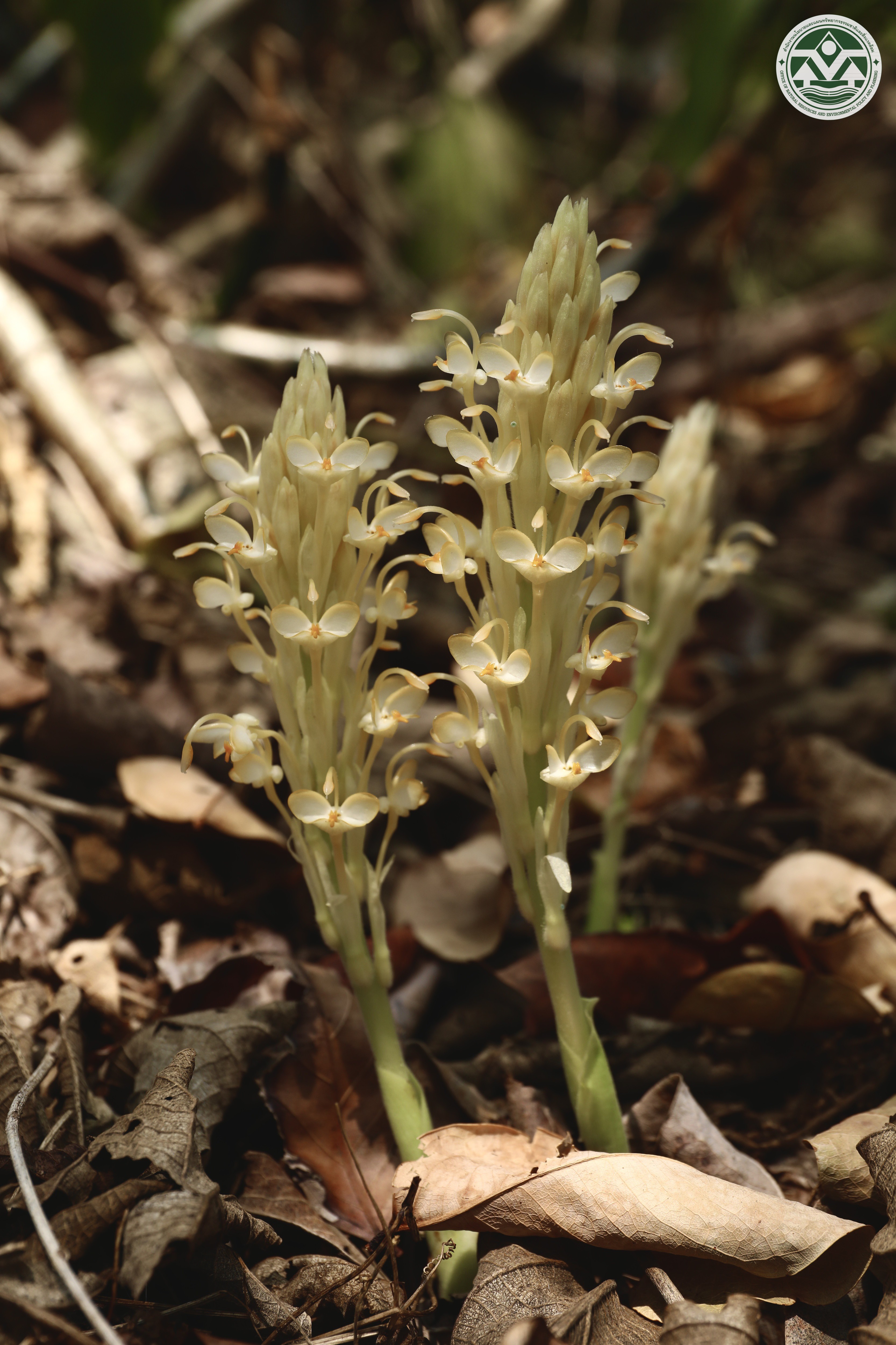 Gagnepainia godefroyi