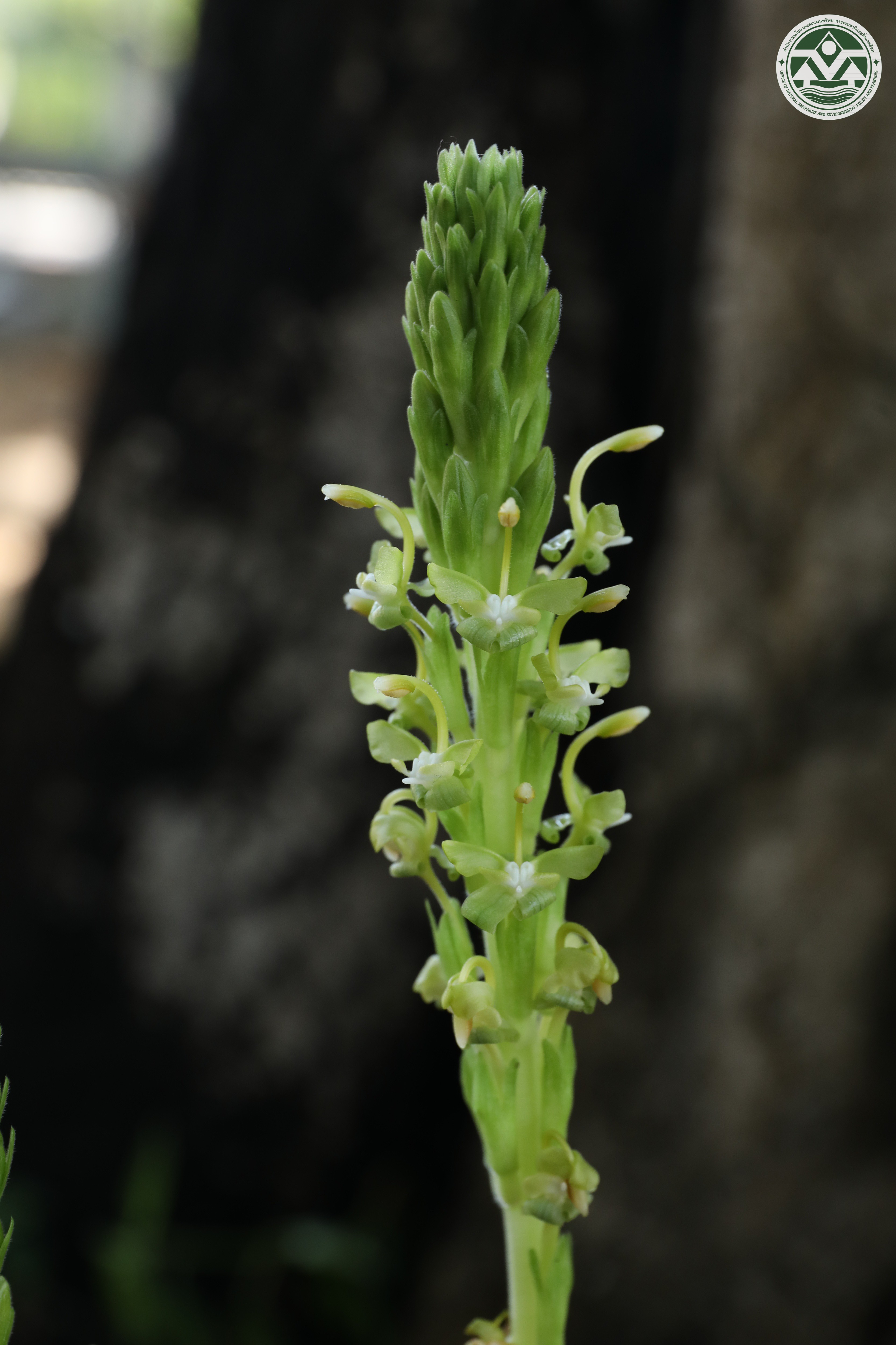Gagnepainia harmandii