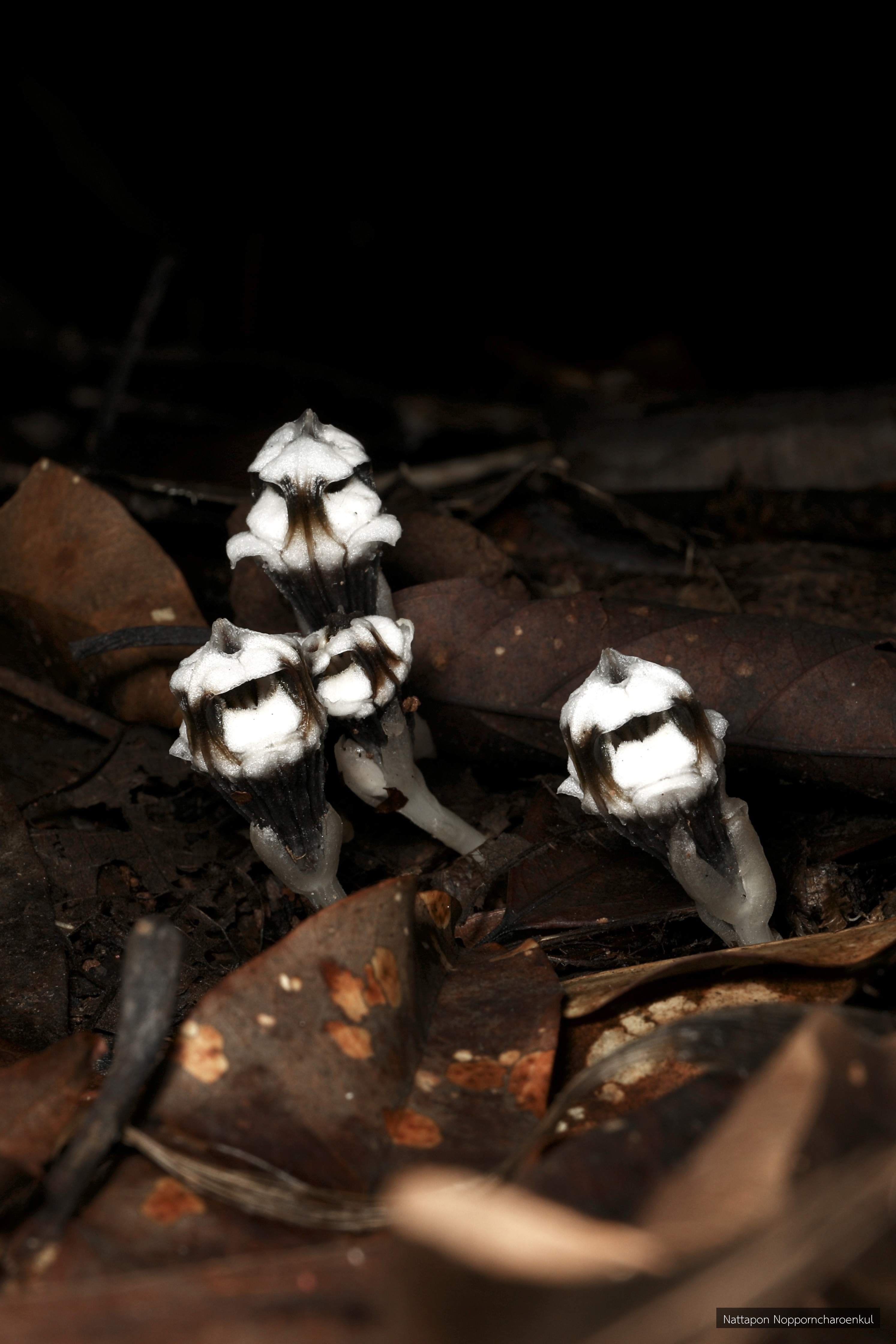 Thismia submucronata