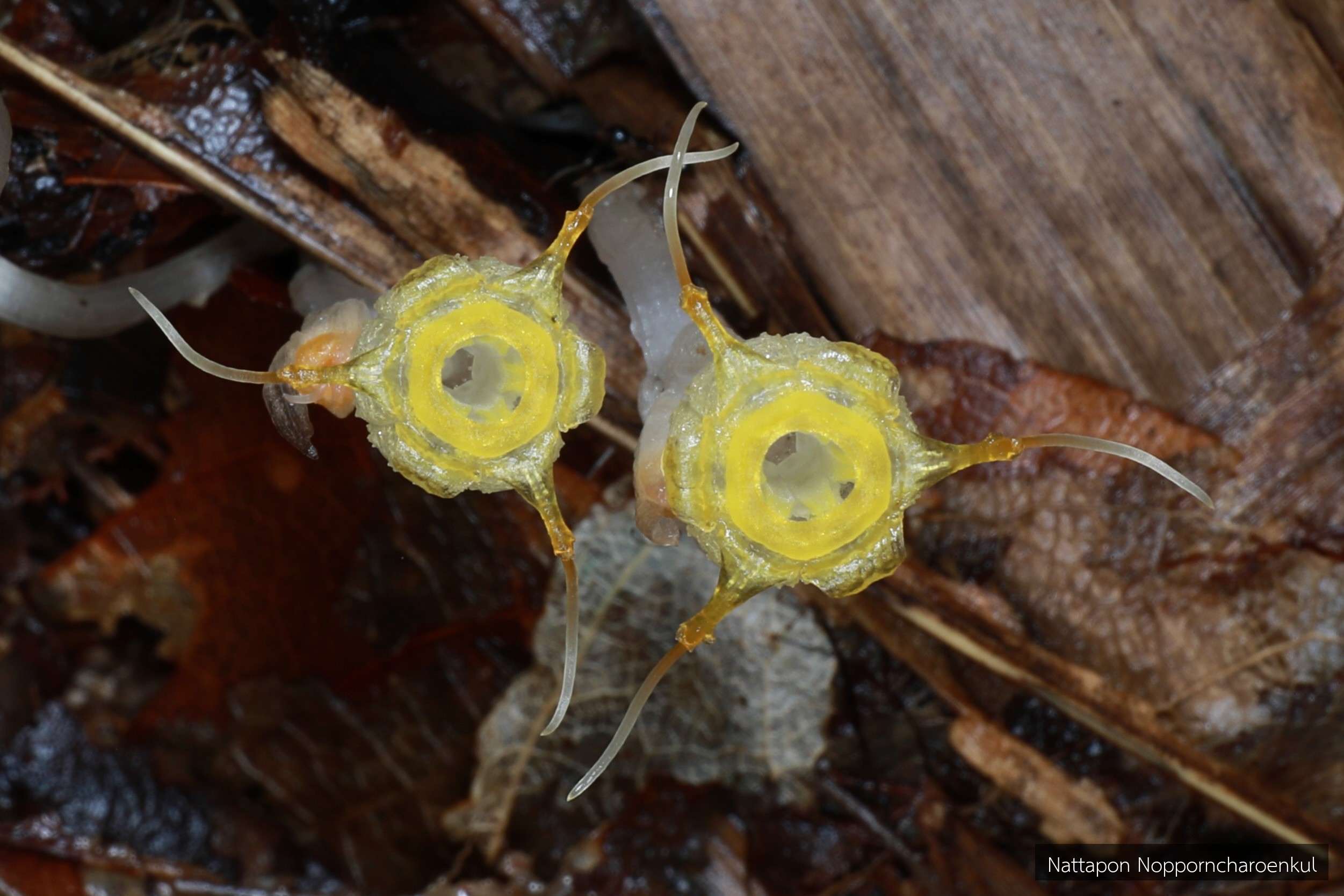 Thismia bokorensis