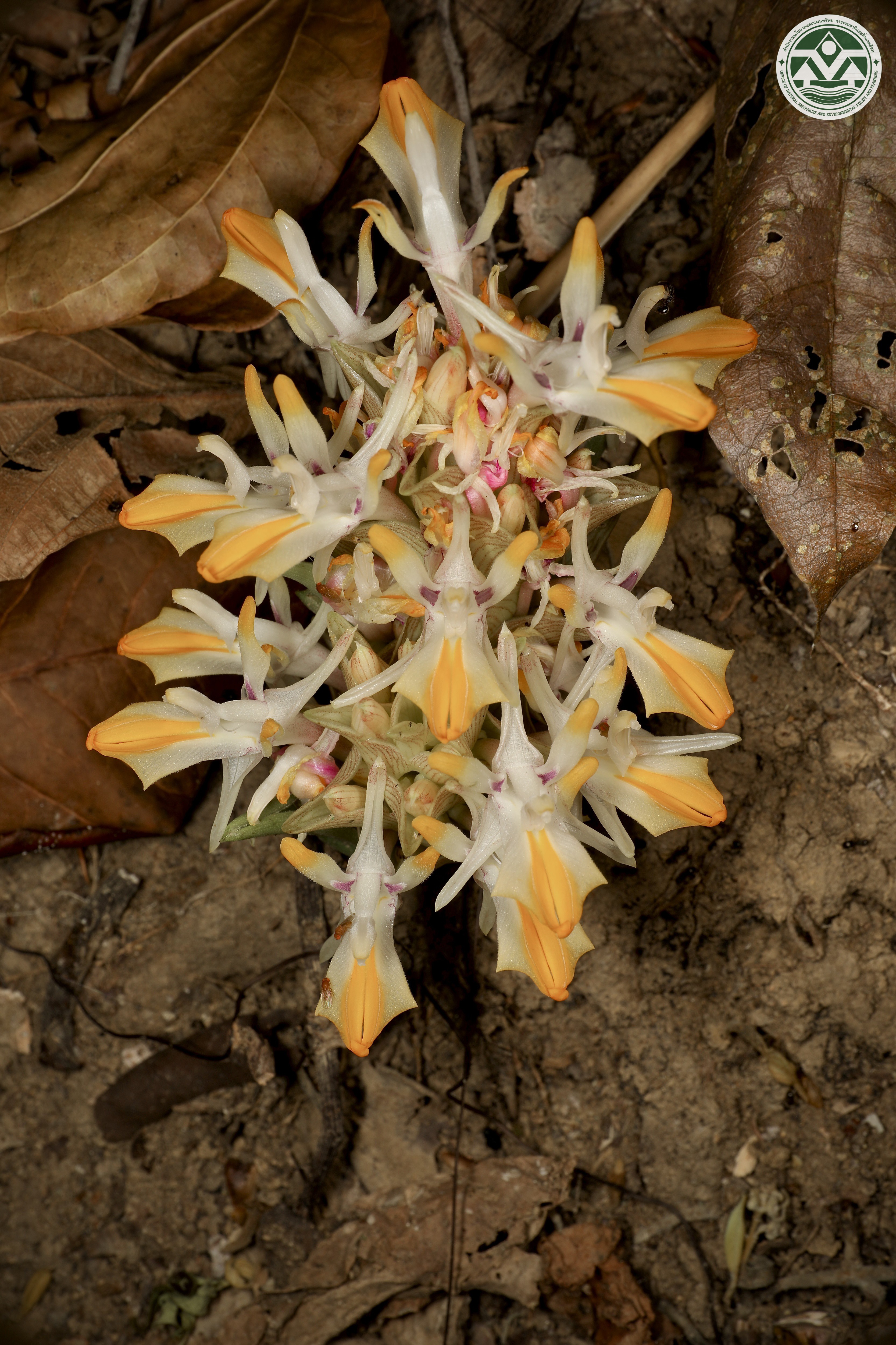 Curcuma glans