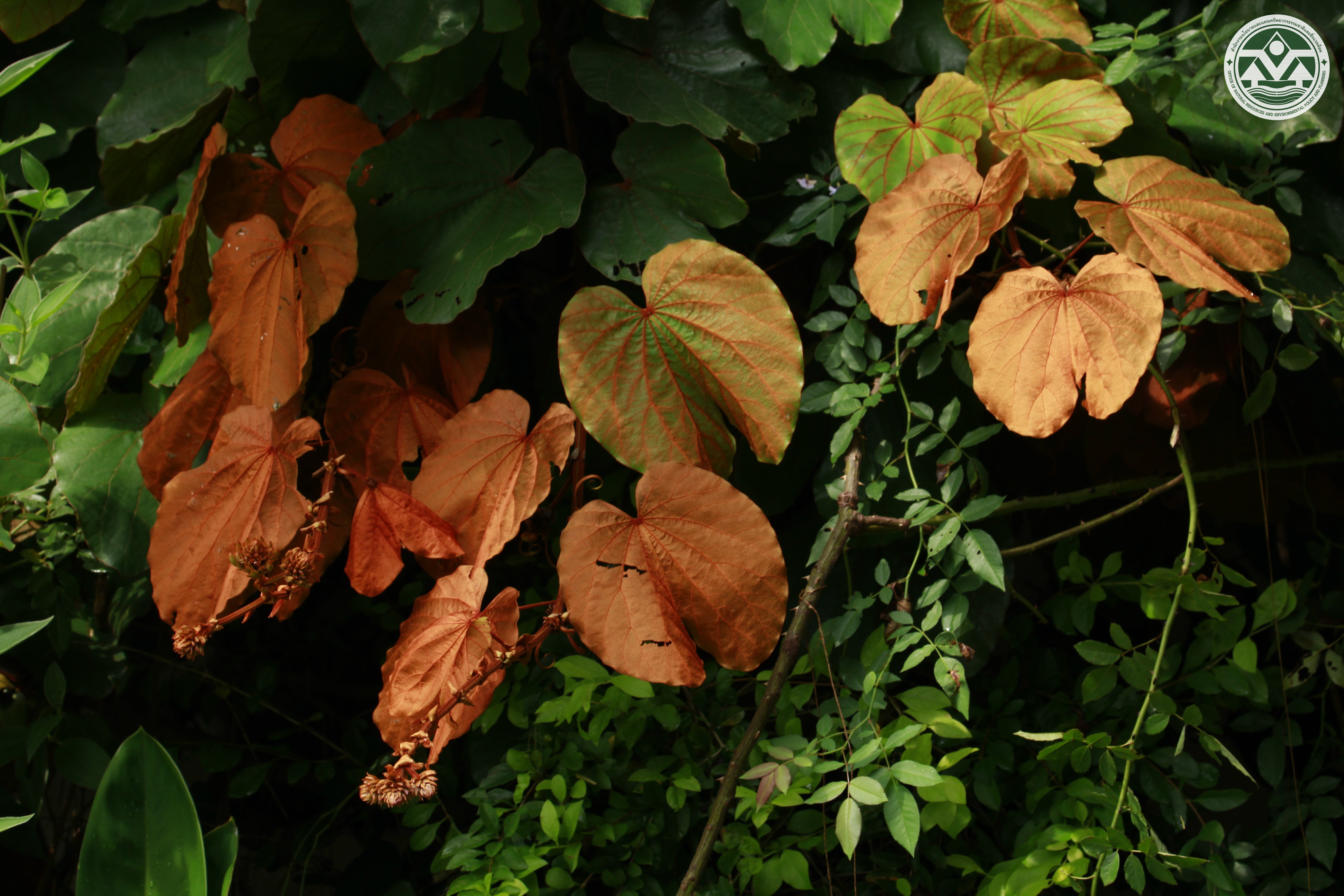Phanera aureifolia