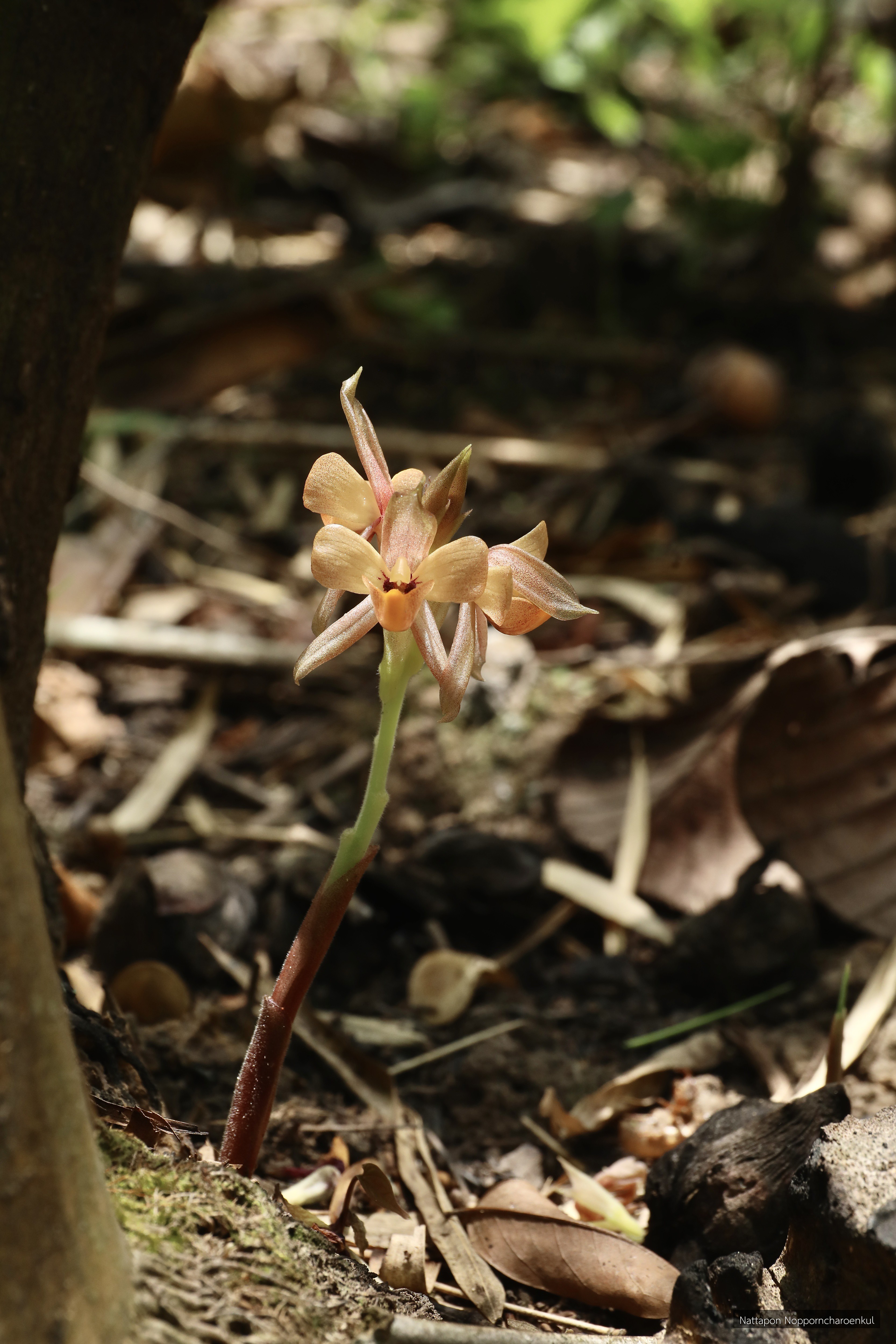Hemiorchis burmanica
