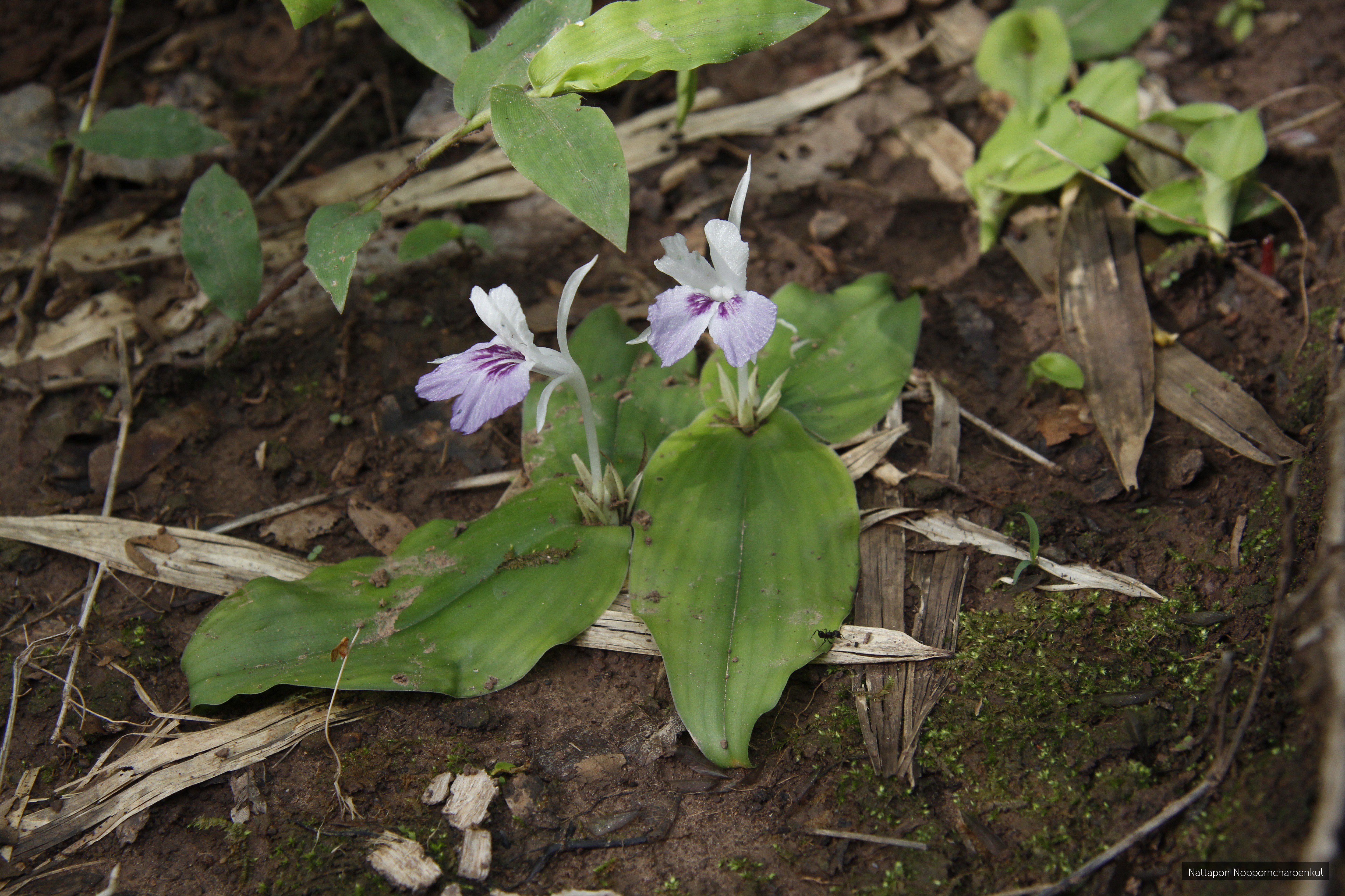 Kaempferia angustifolia