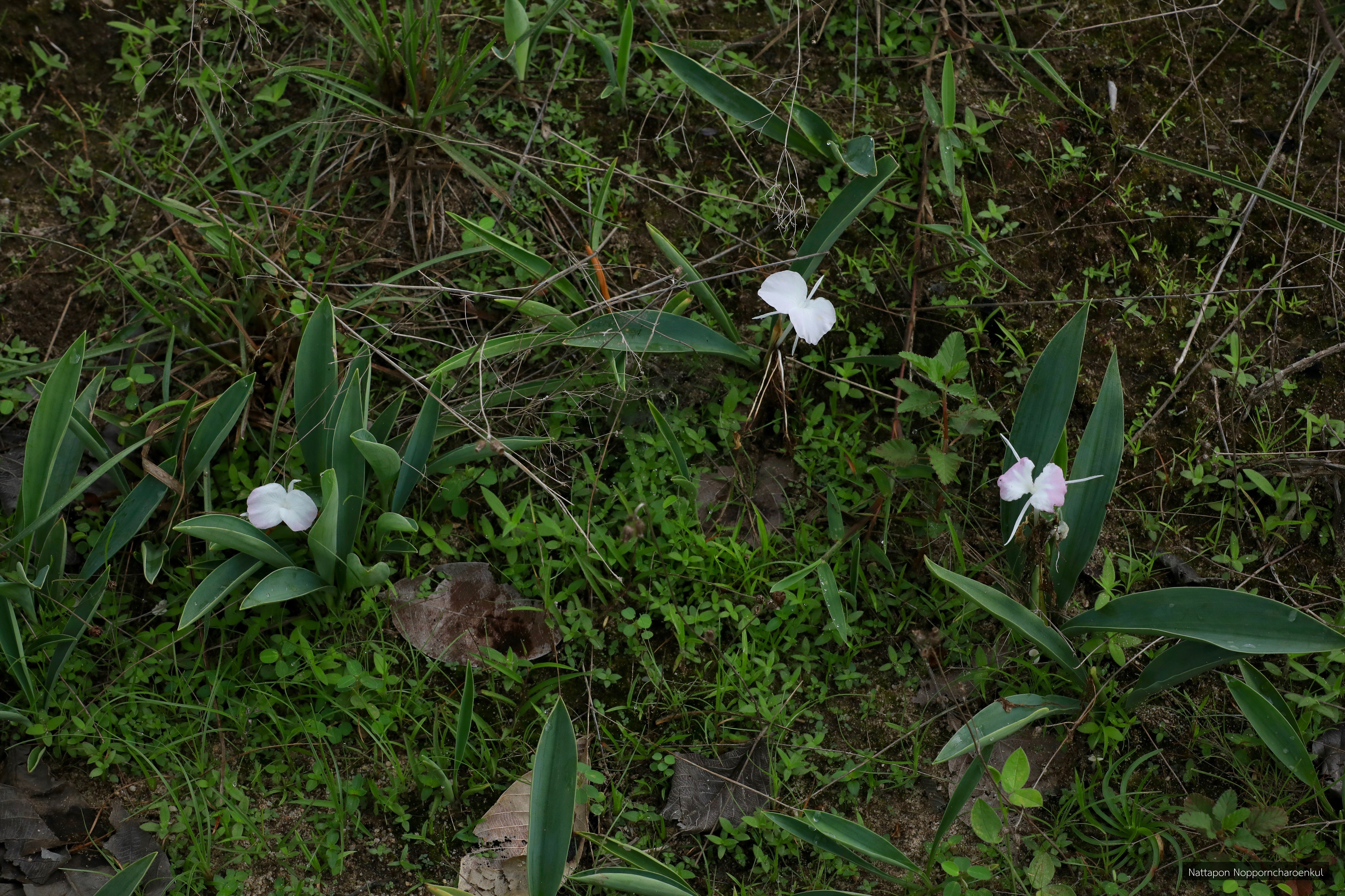 Kaempferia spoliata