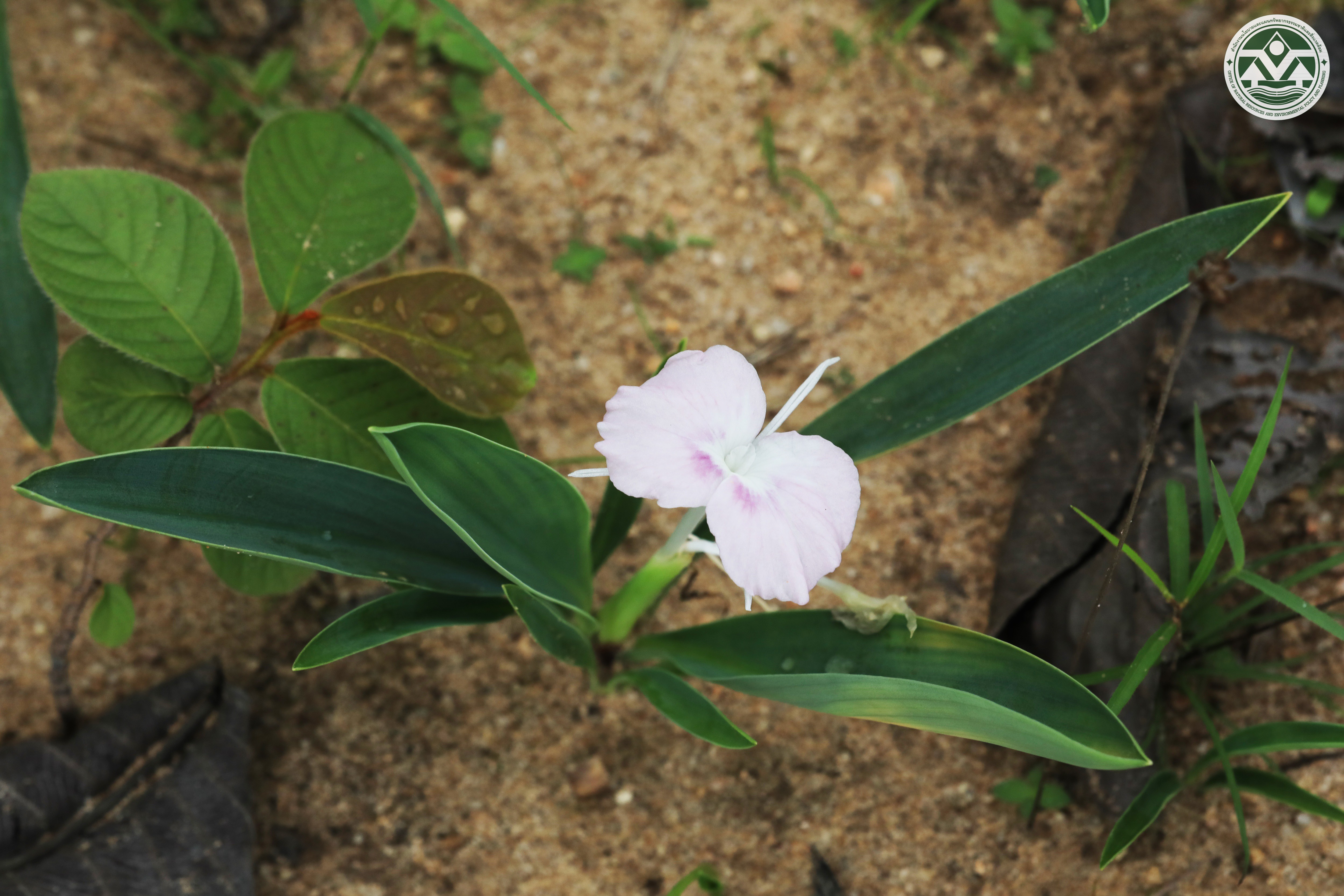 Kaempferia spoliata