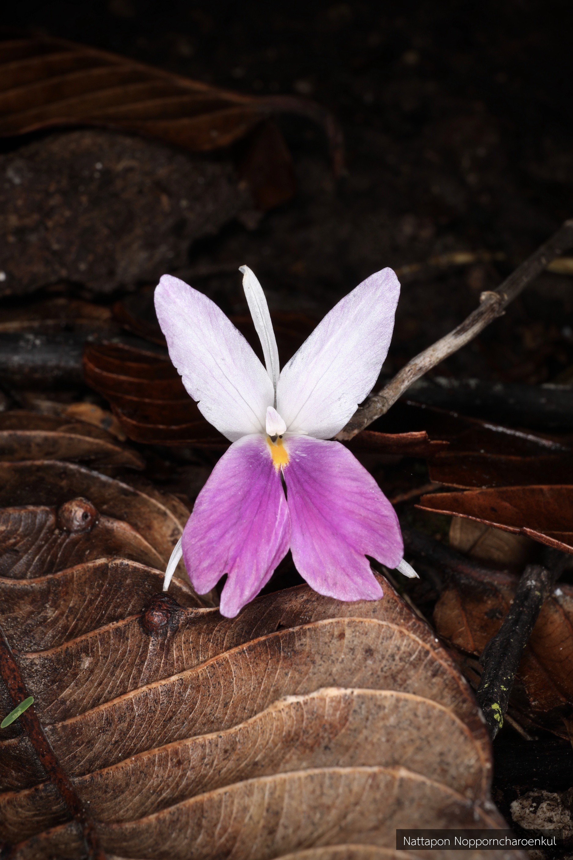 Kaempferia simaoensis