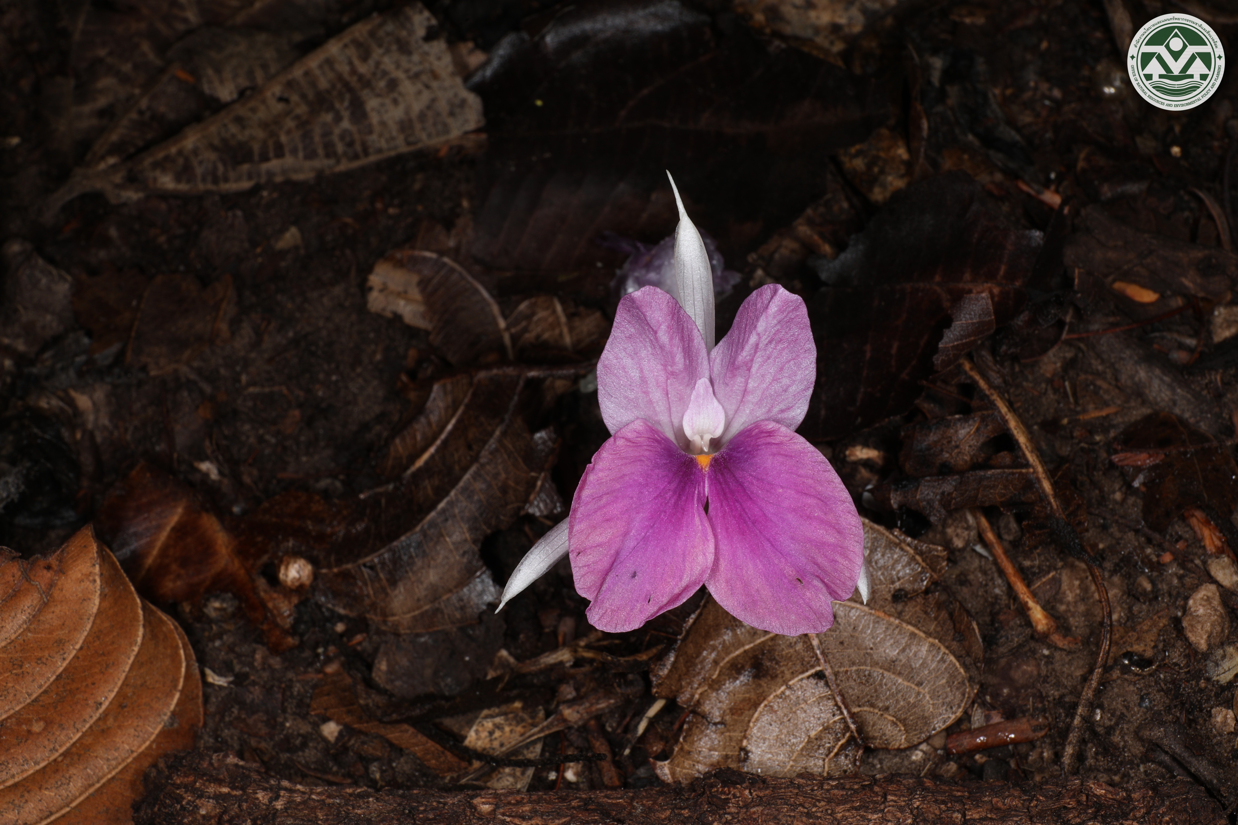 Kaempferia simaoensis