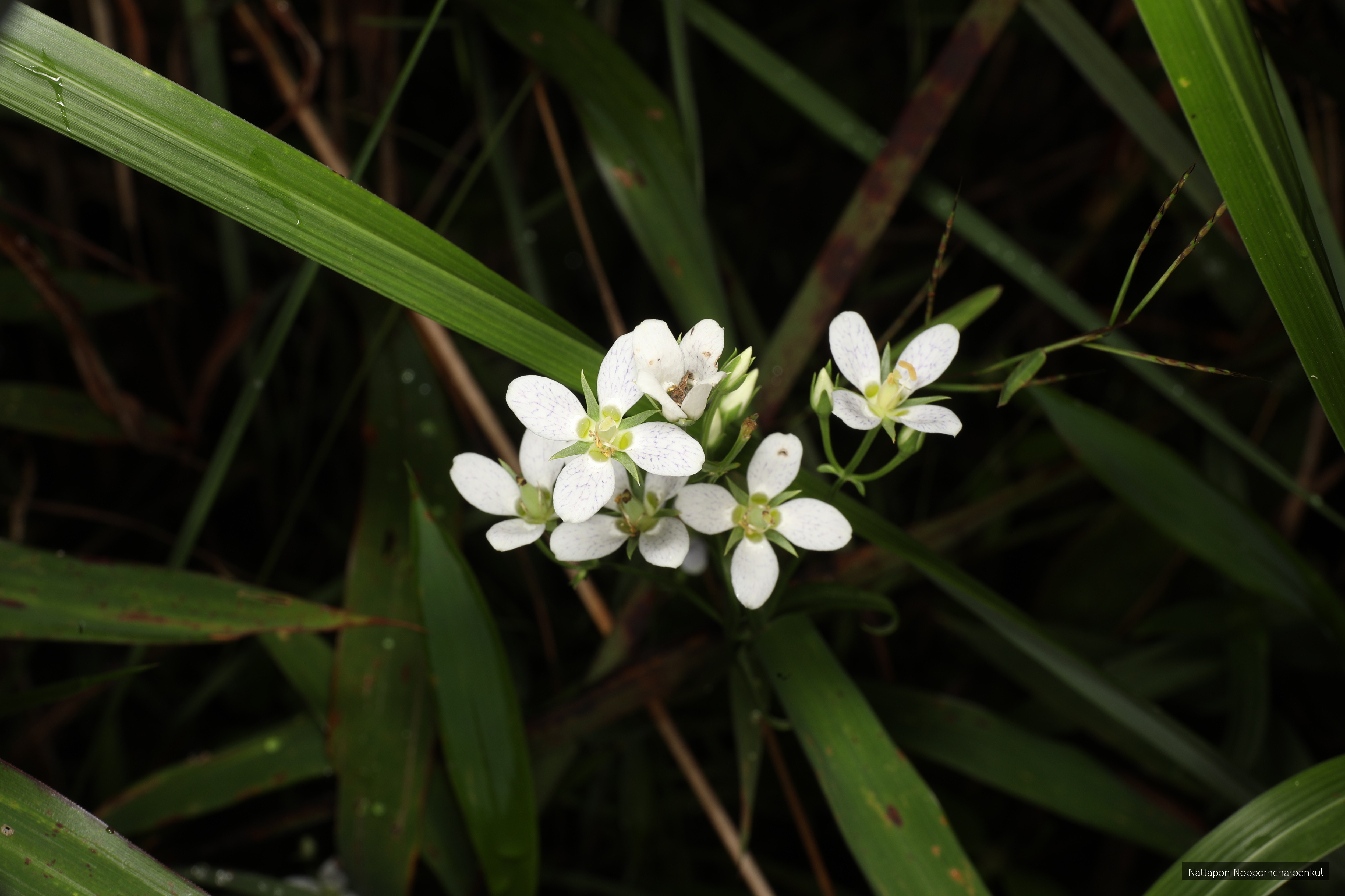 Swertia angustifolia