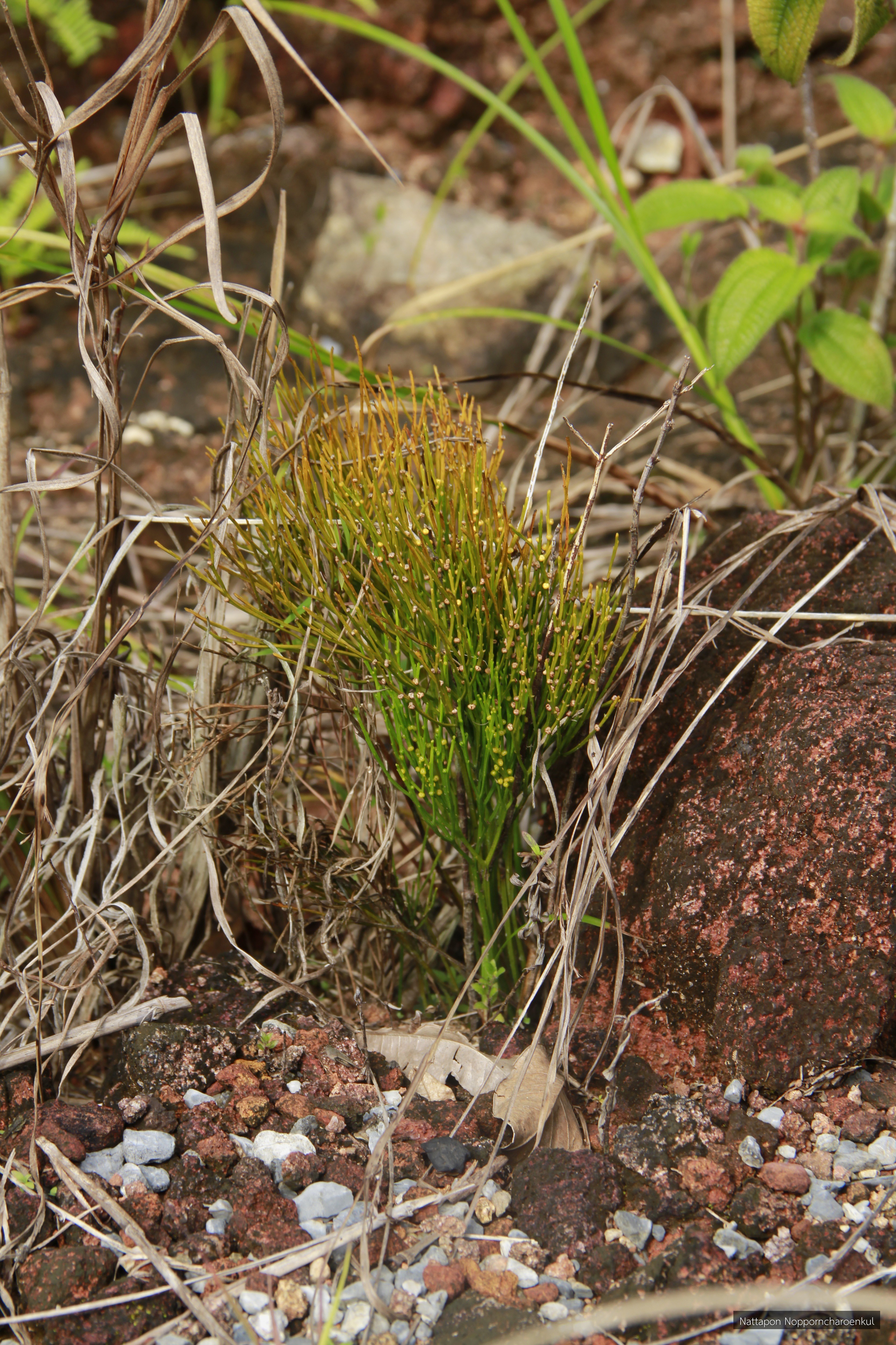 Psilotum nudum