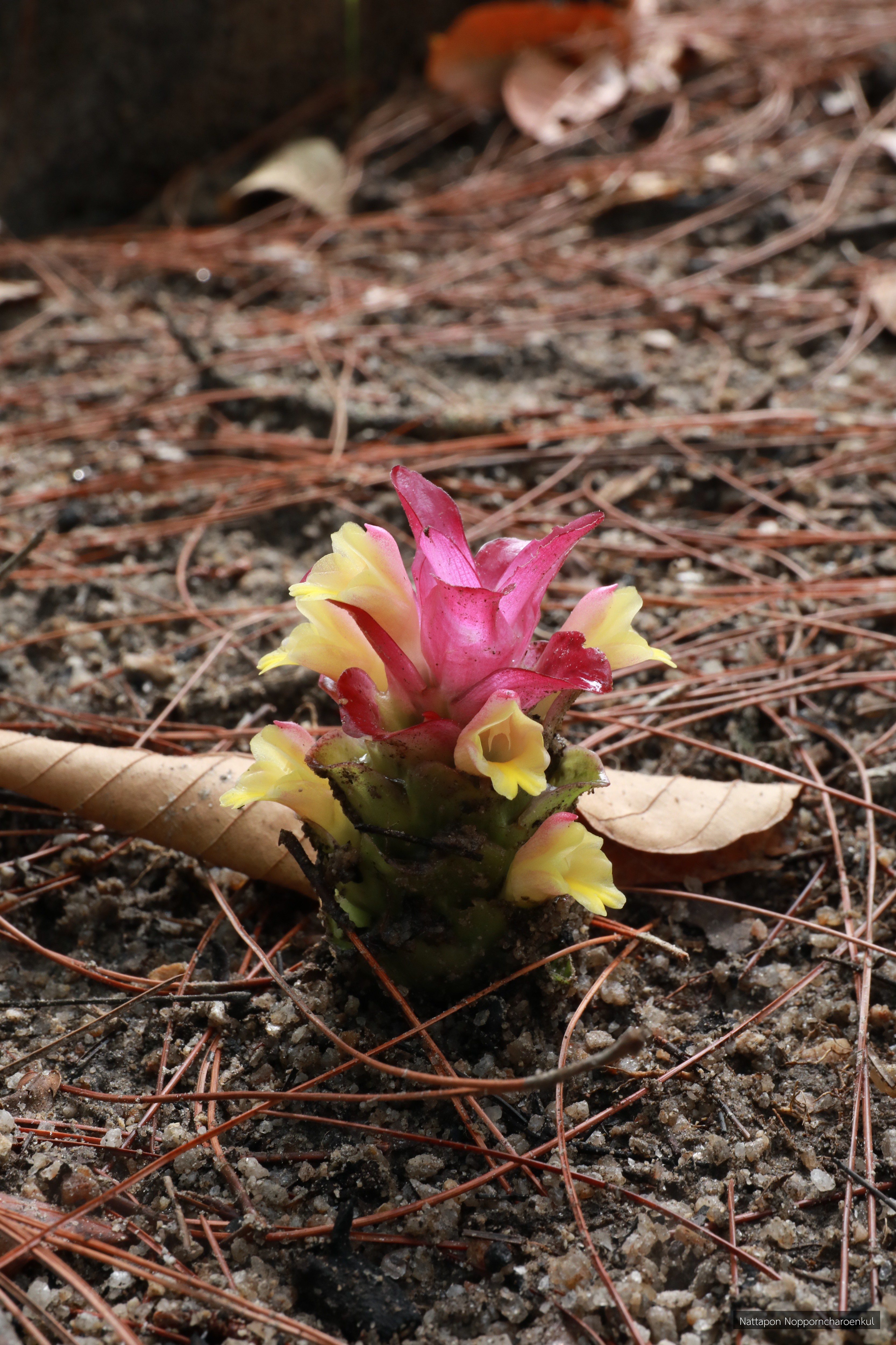 Curcuma angustifolia