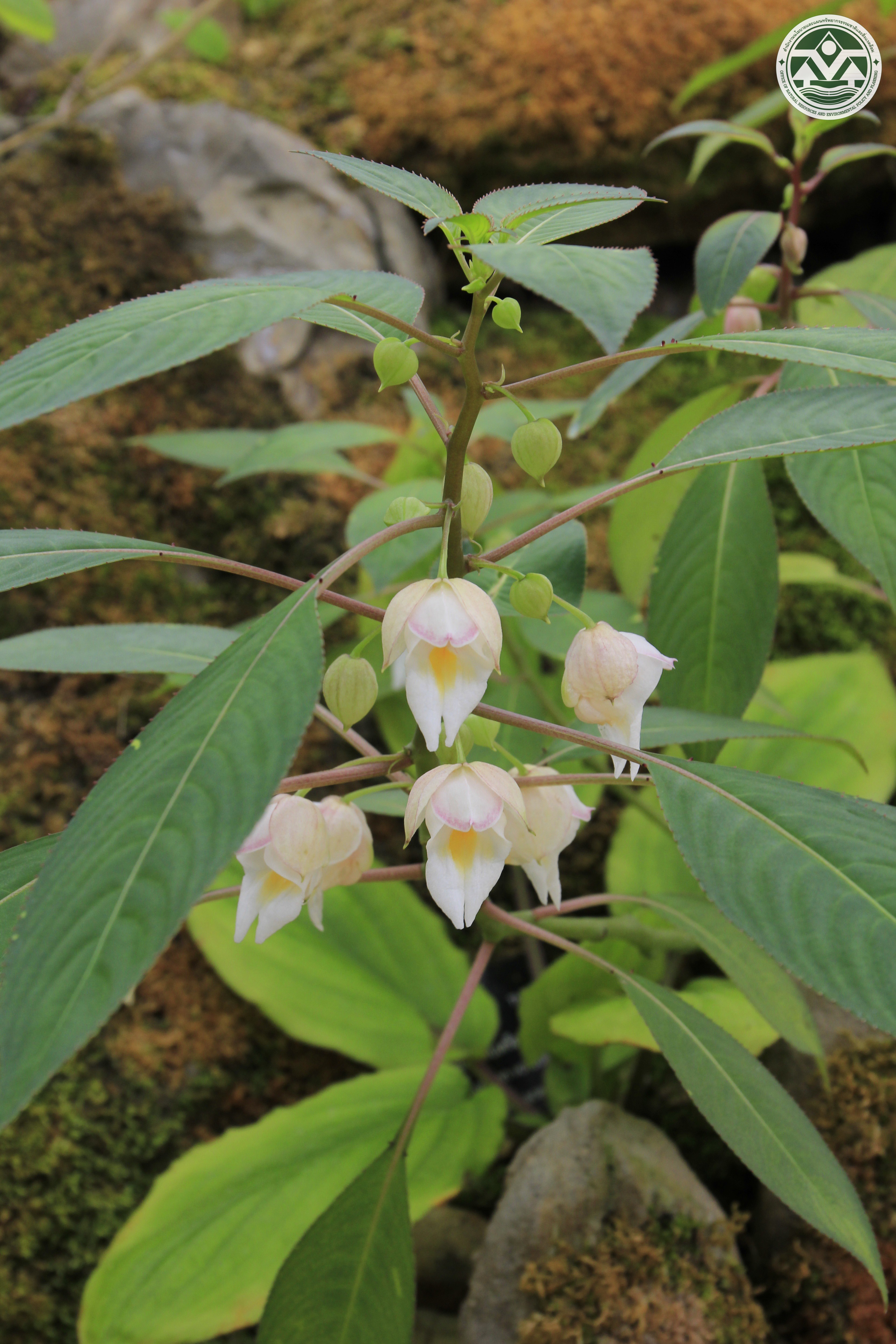 Impatiens kerriae