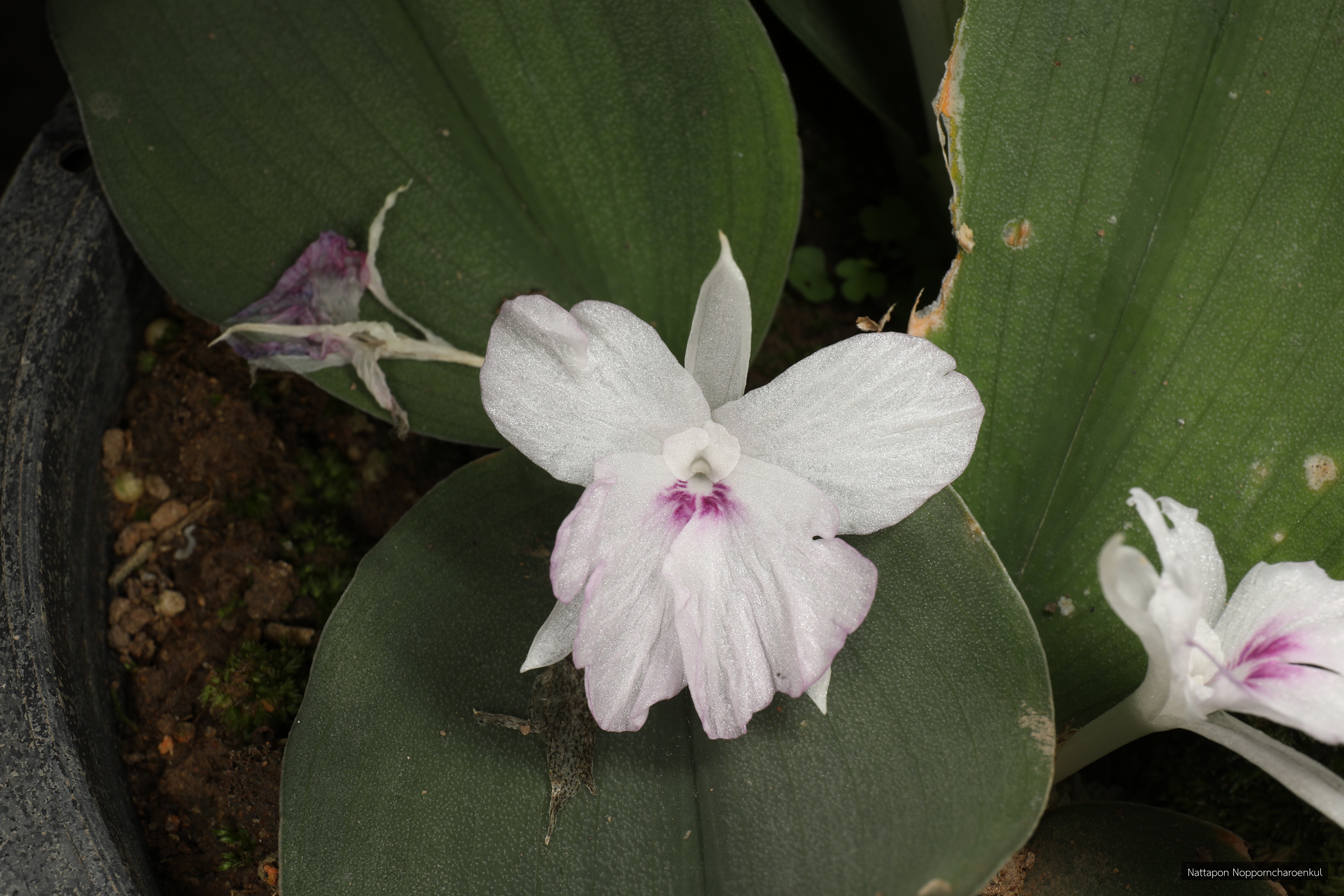 Kaempferia phuphanensis