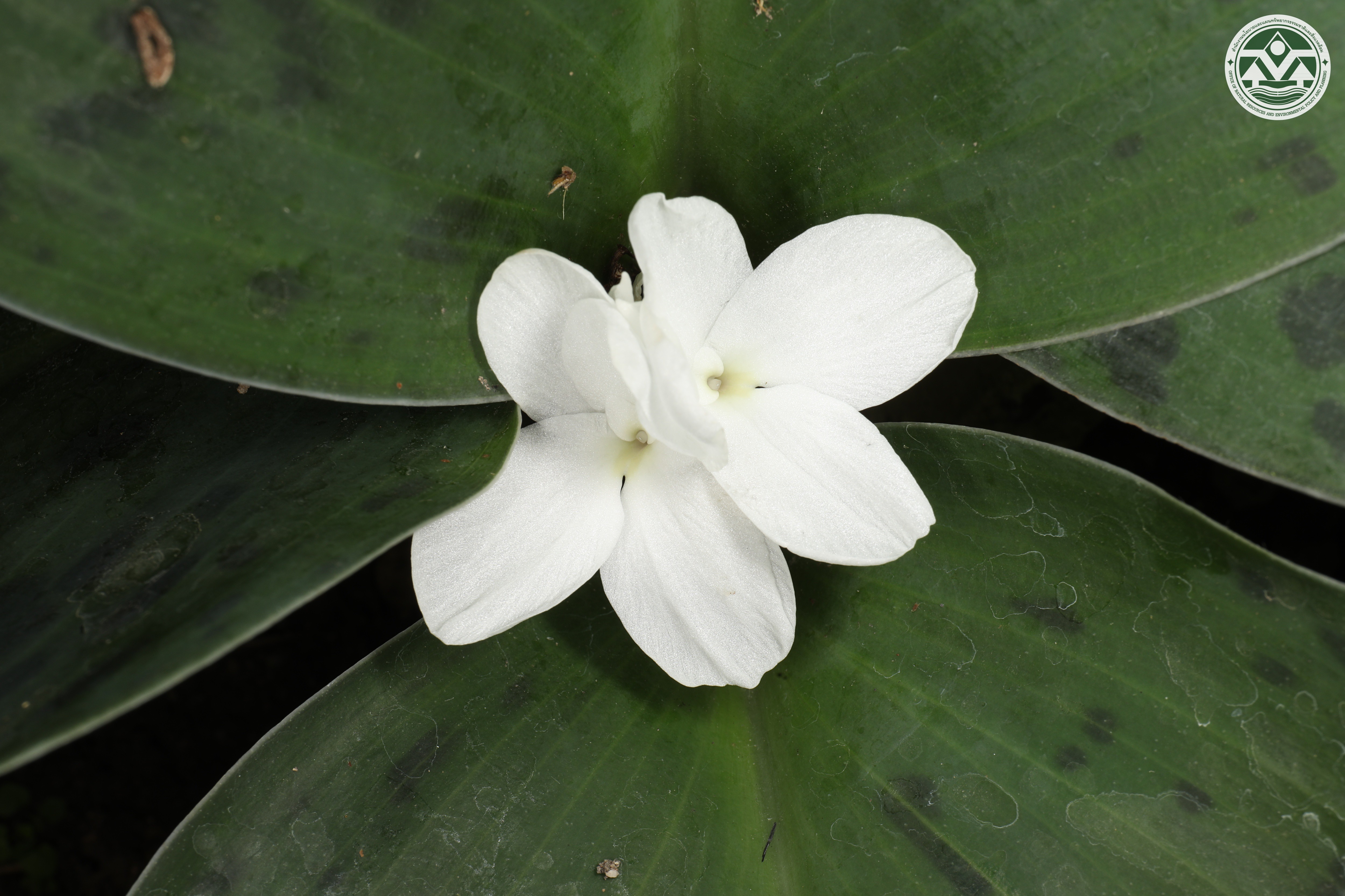 Kaempferia napavarniae