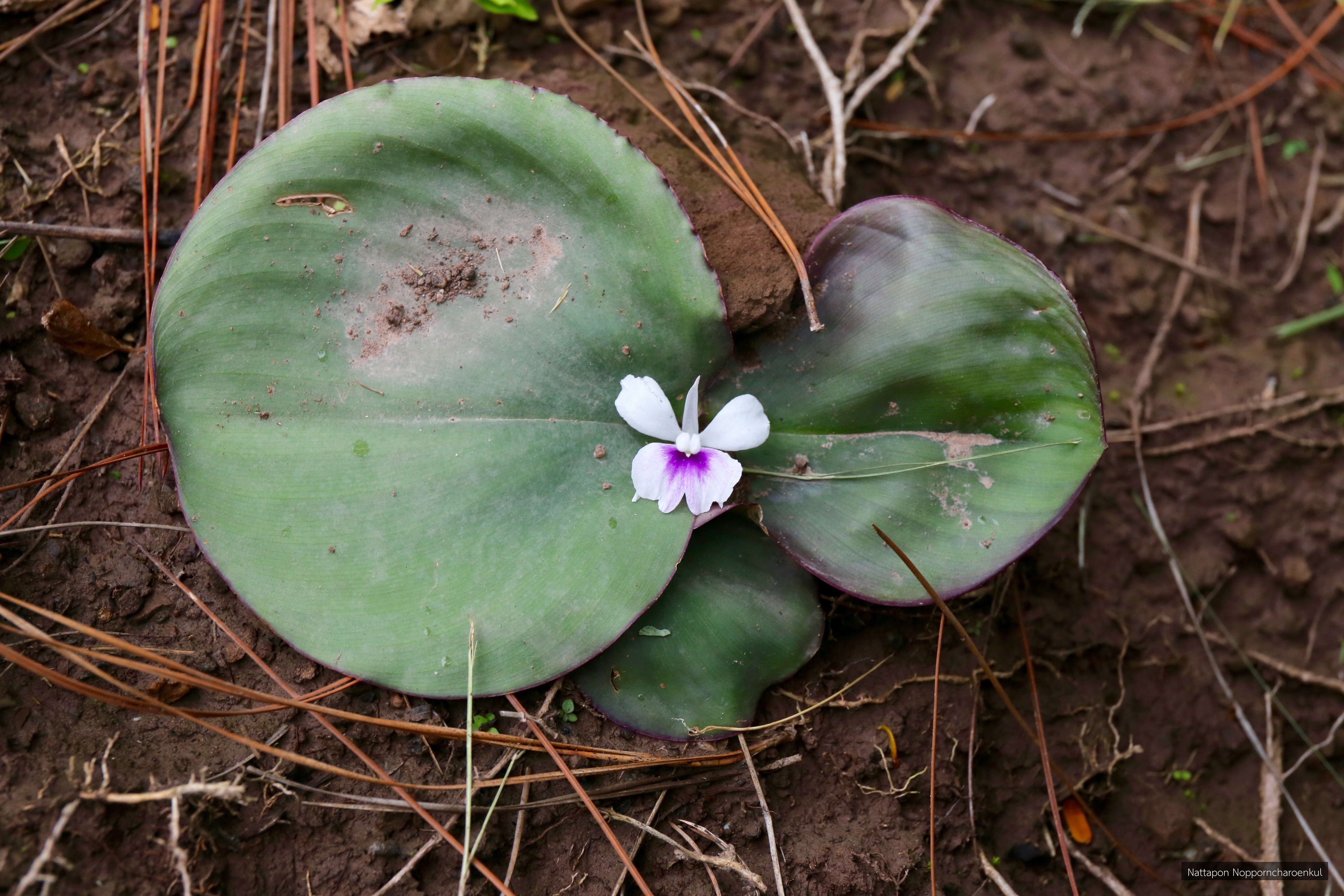 Kaempferia marginata