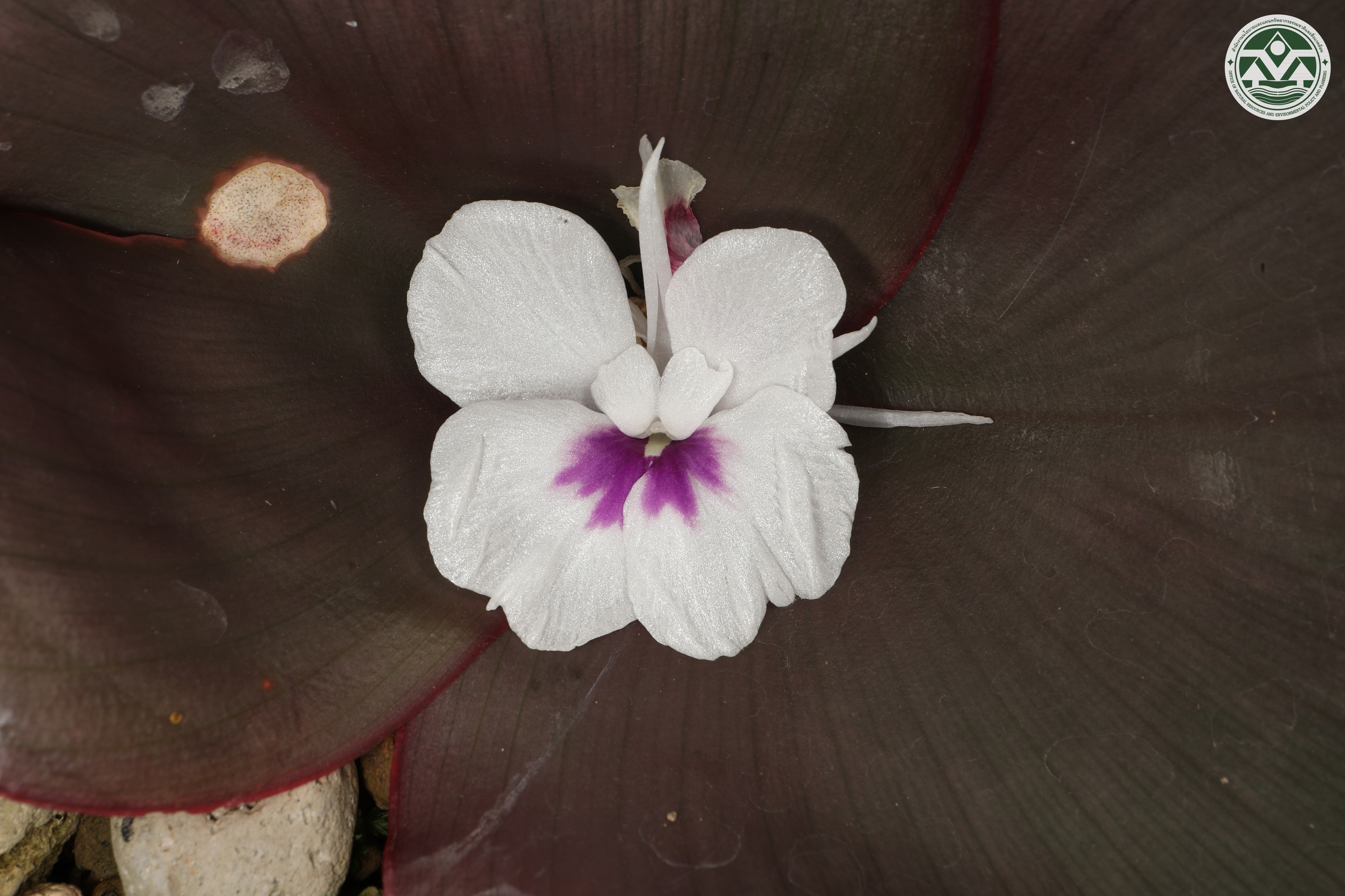 Kaempferia marginata