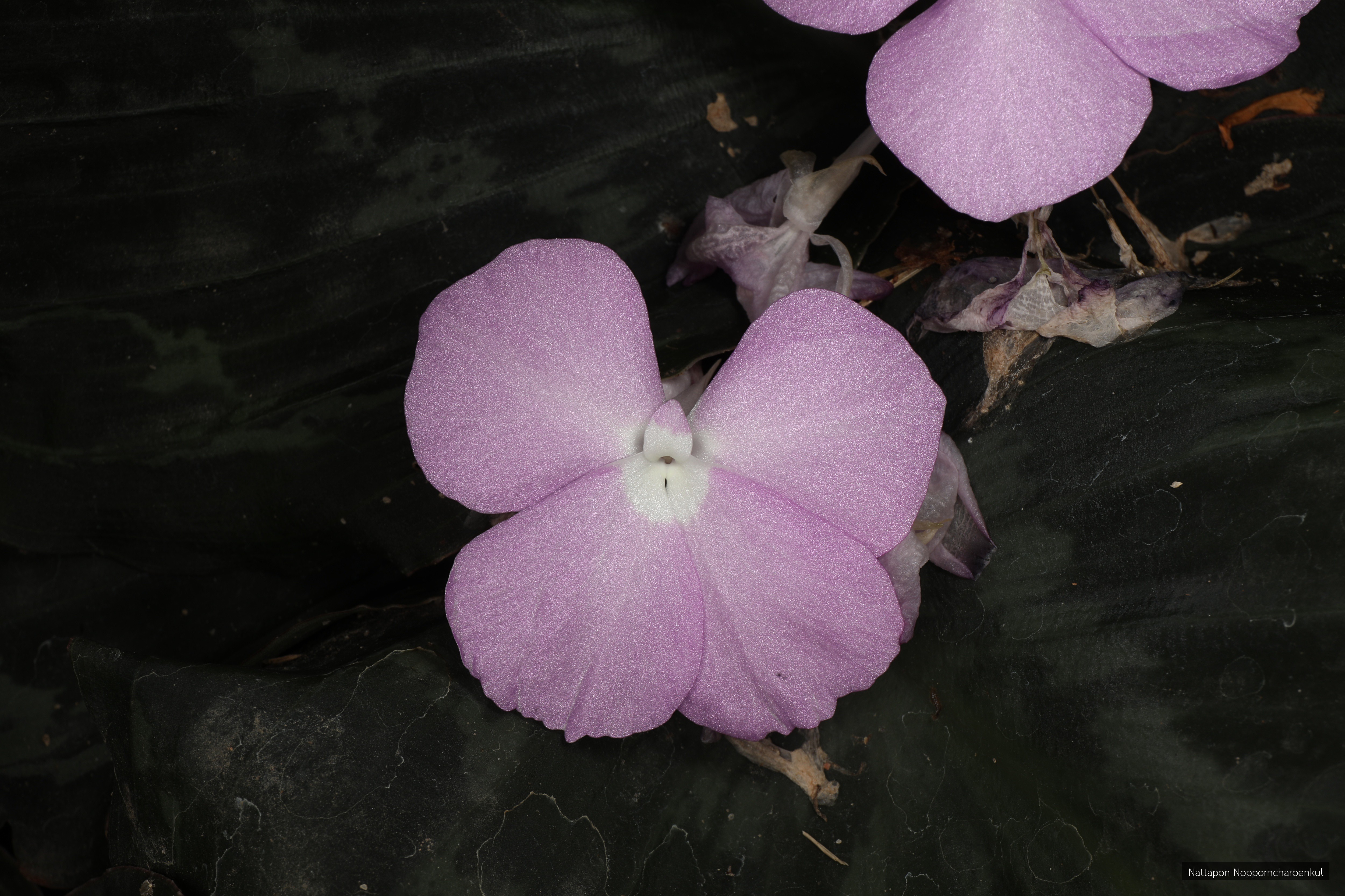 Kaempferia pulchra
