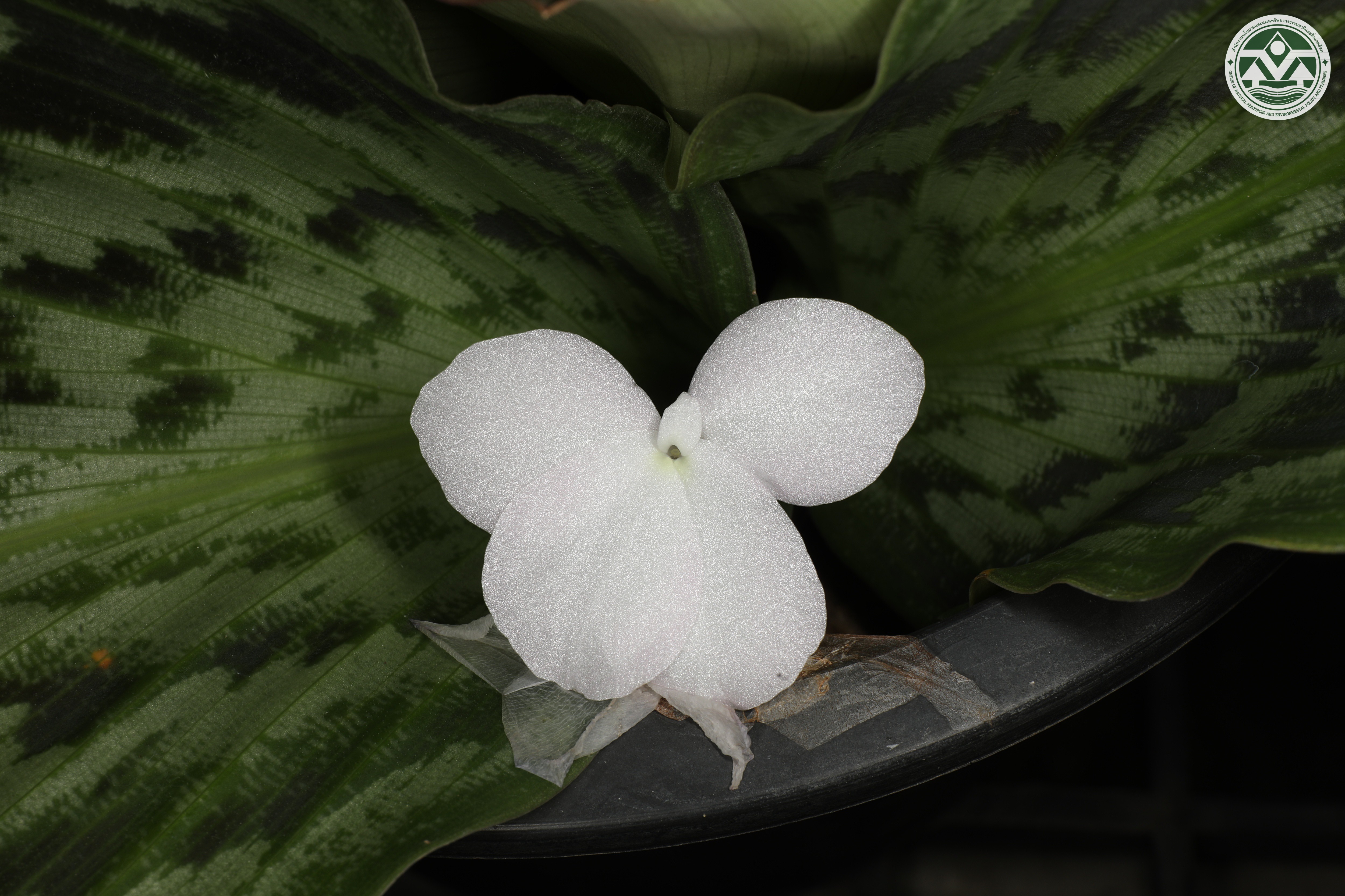 Kaempferia pulchra