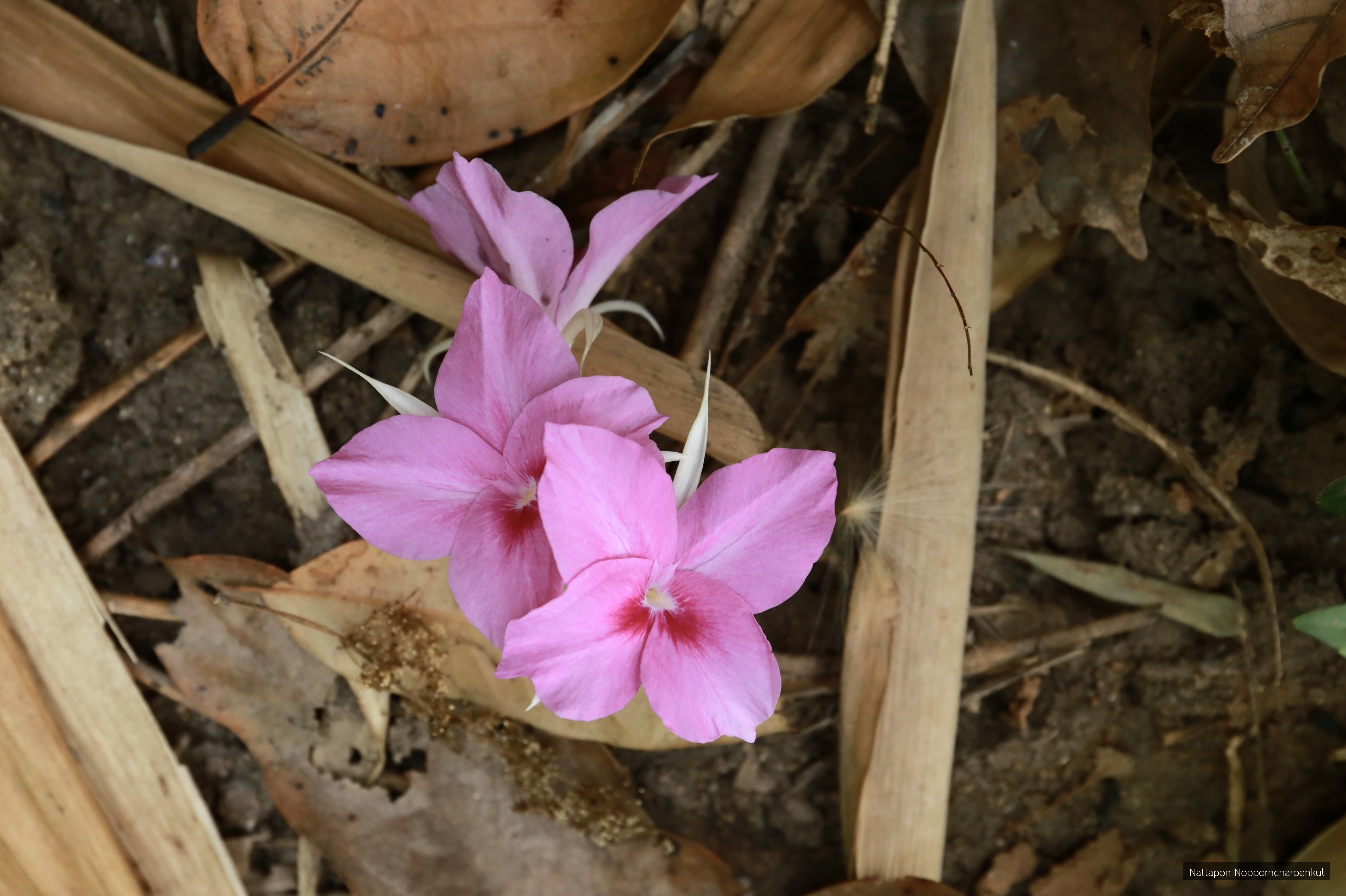 Kaempferia takensis