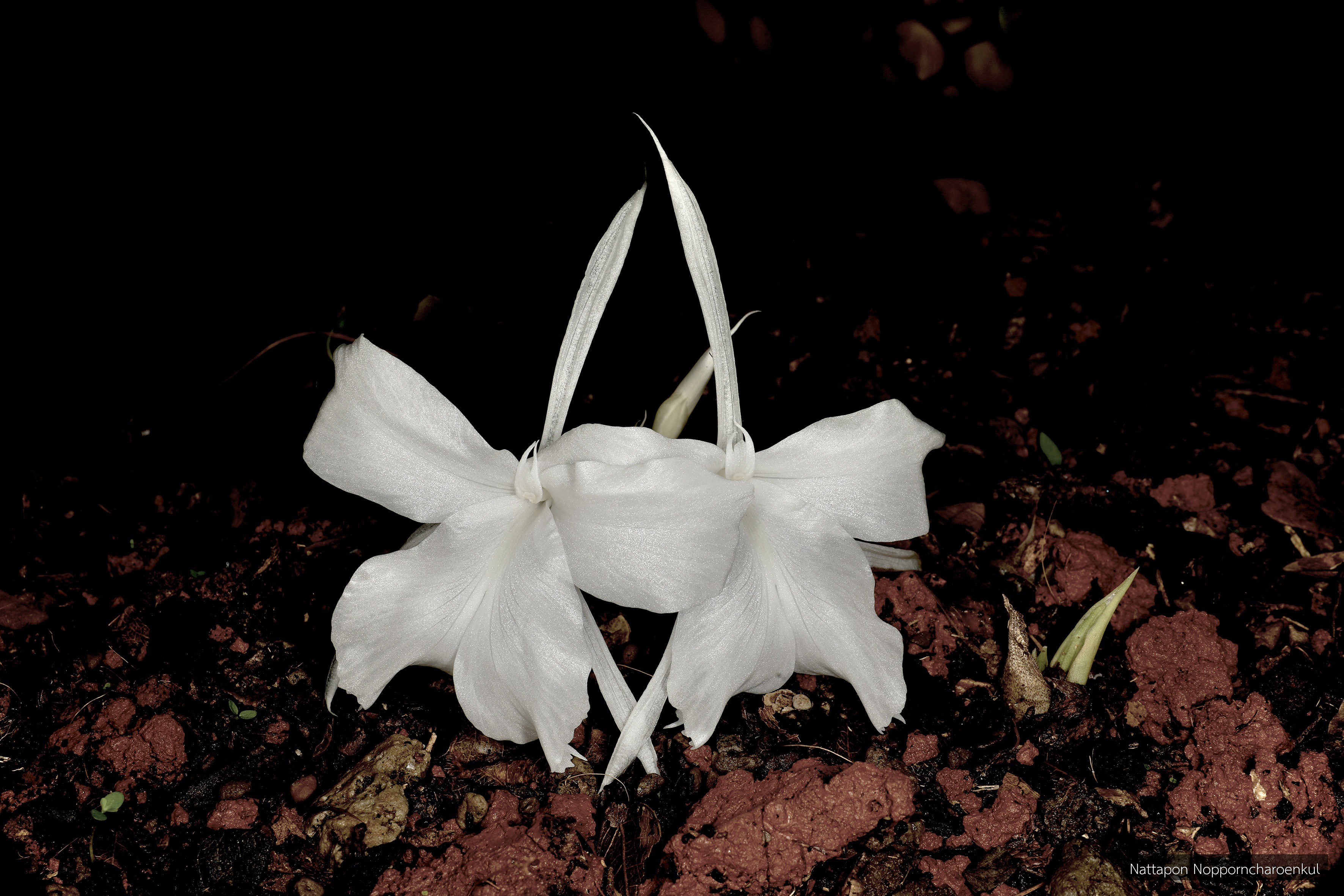 Kaempferia noctiflora