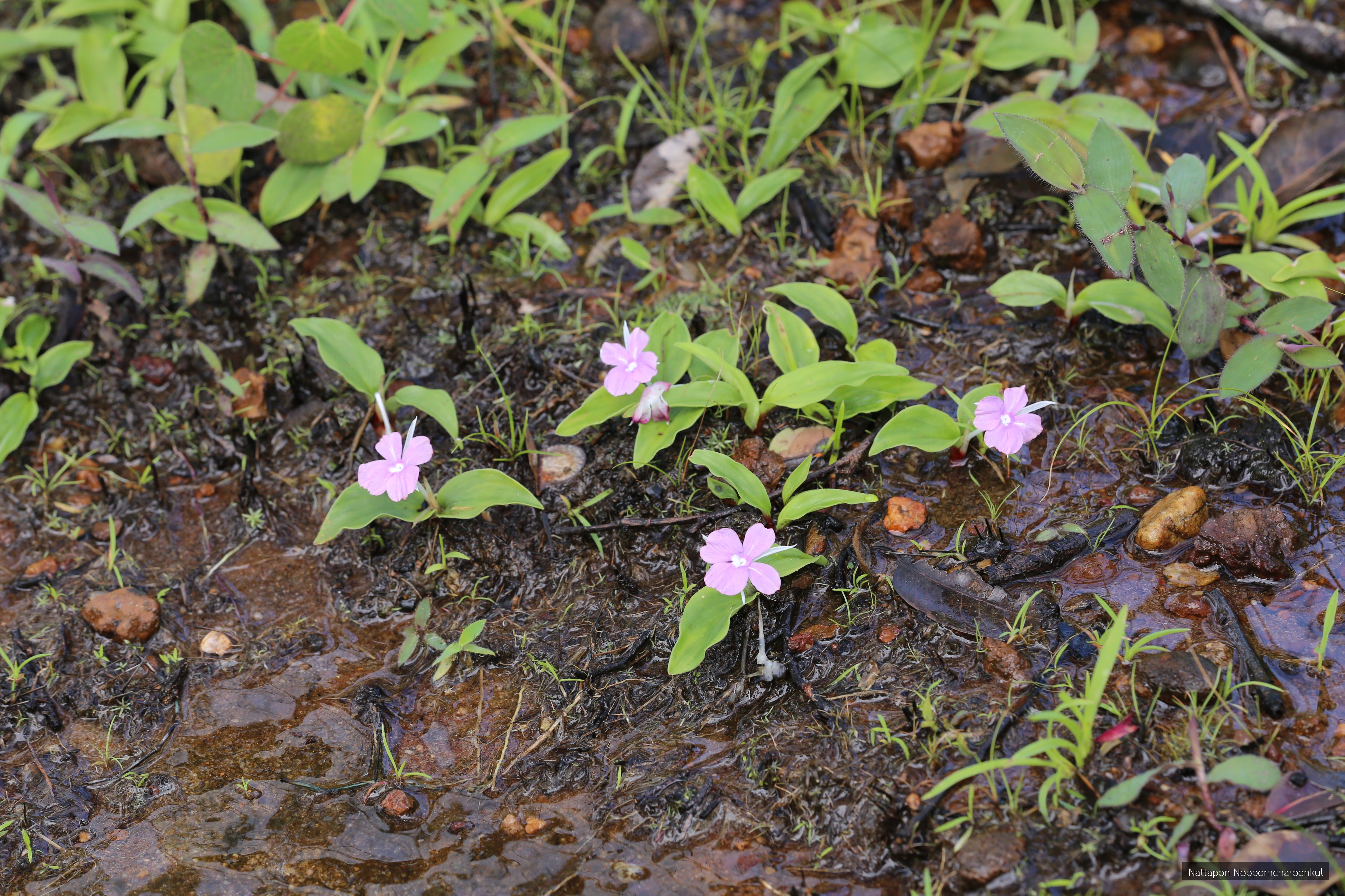 Kaempferia larsenii