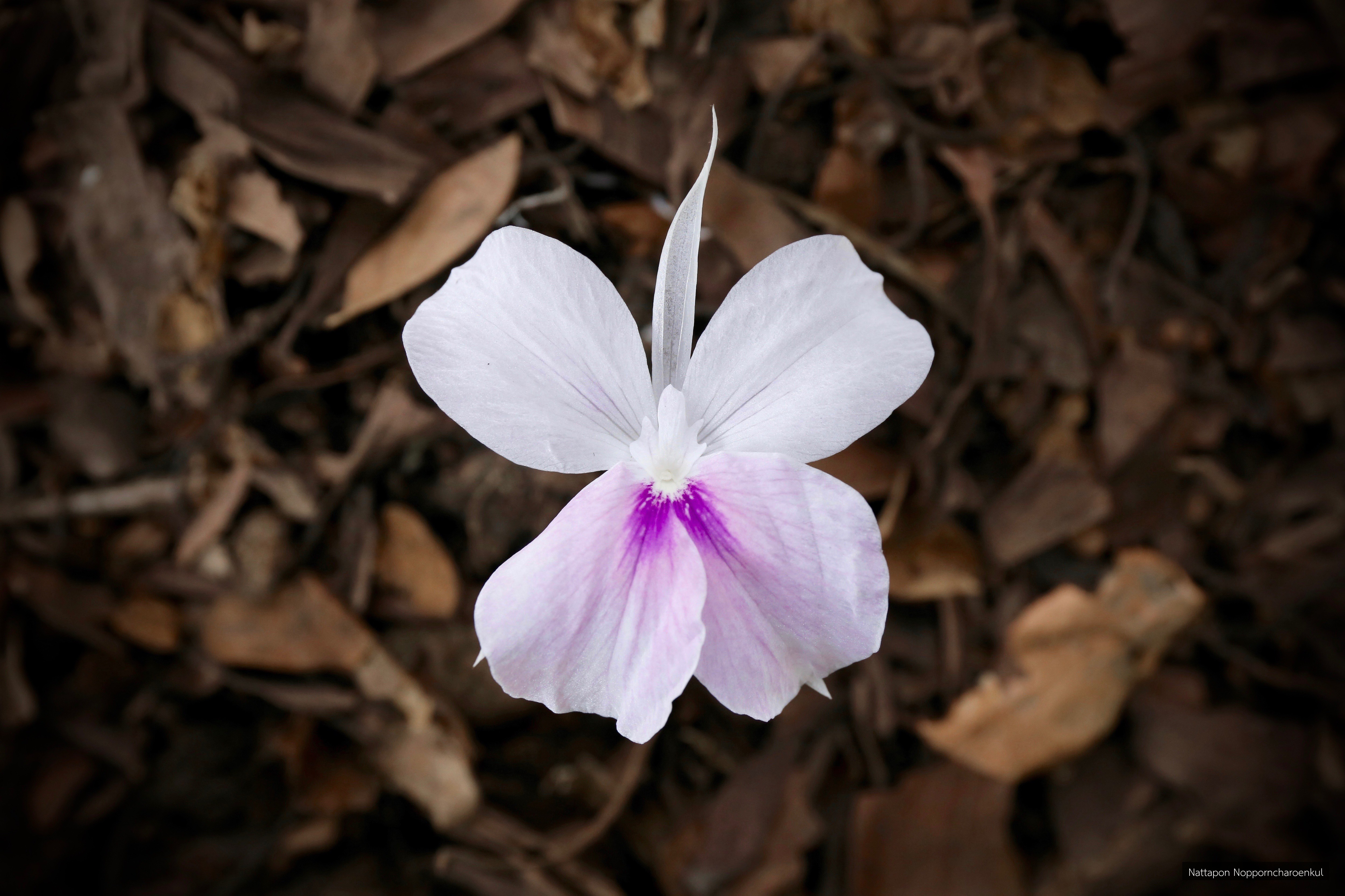Kaempferia lopburiensis
