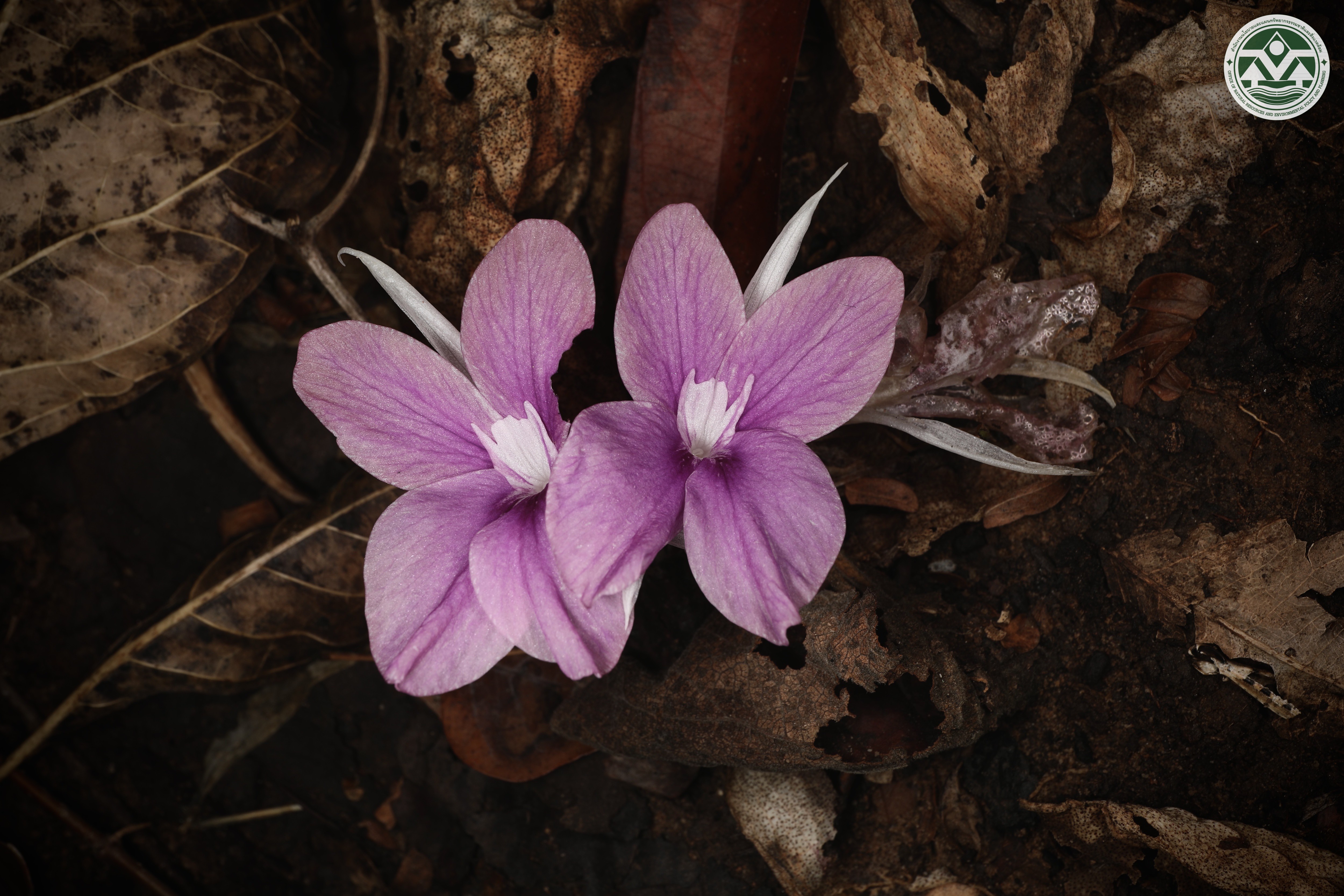 Kaempferia lopburiensis