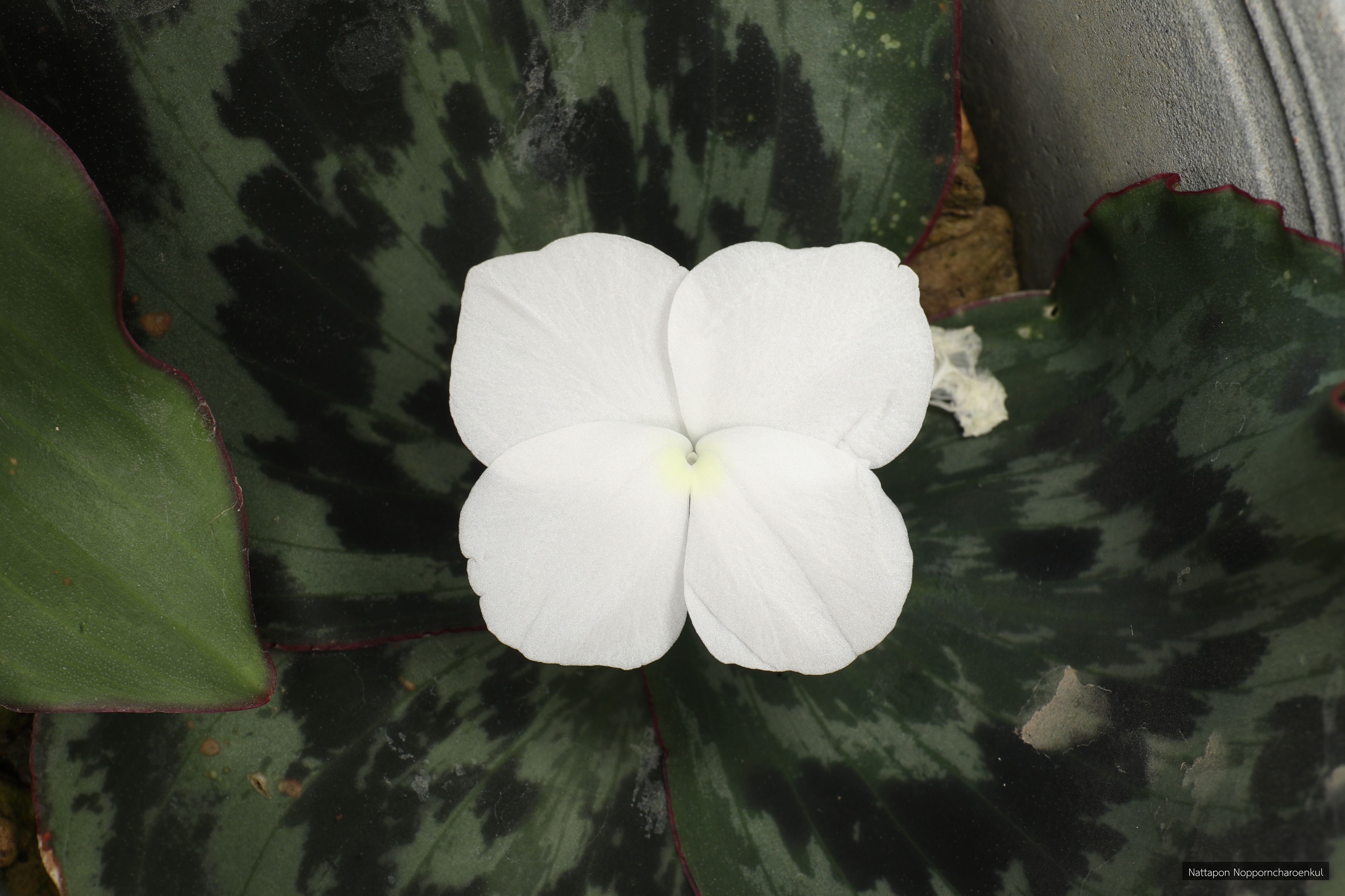 Kaempferia roscoeana