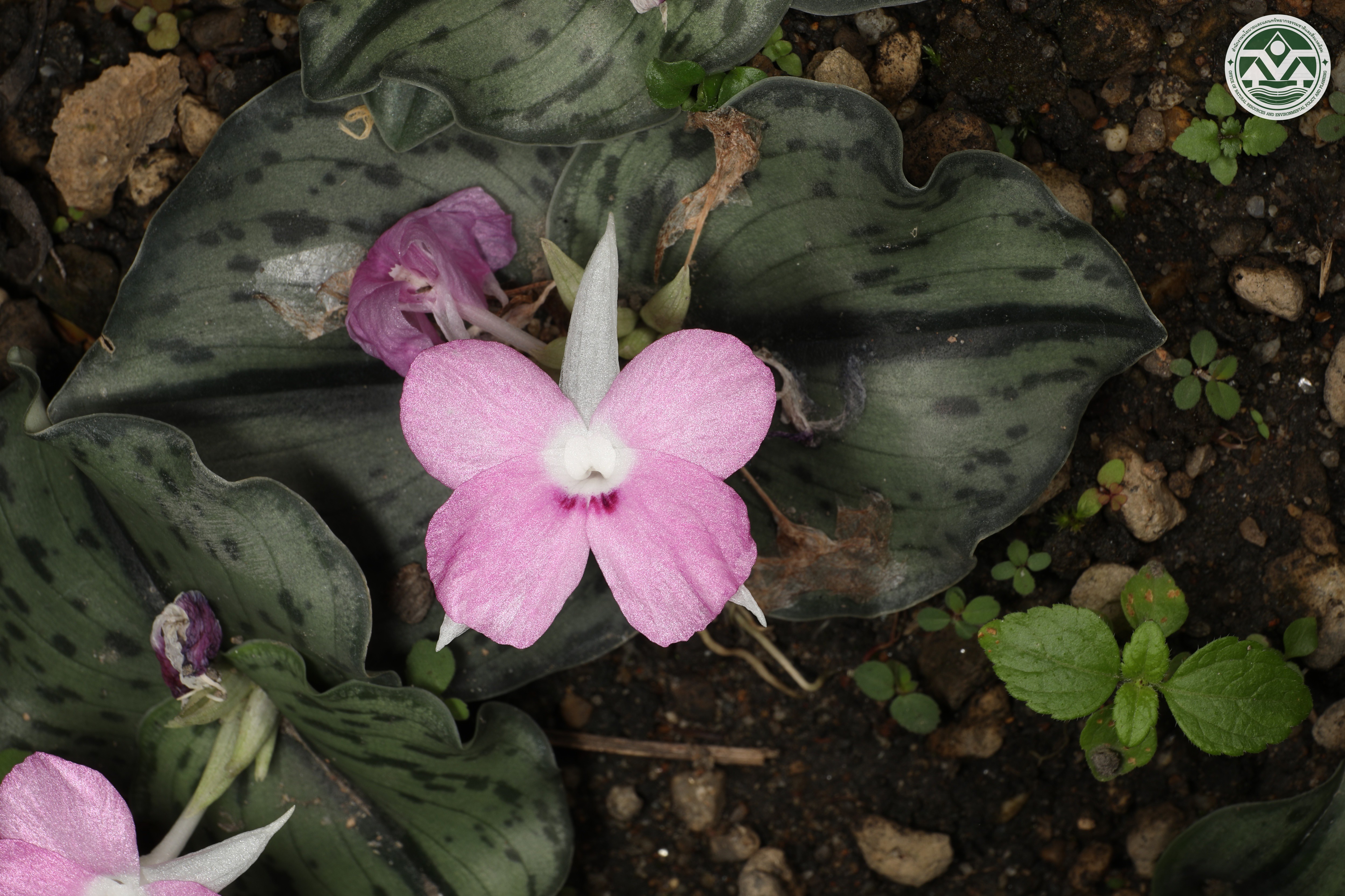 Kaempferia minuta