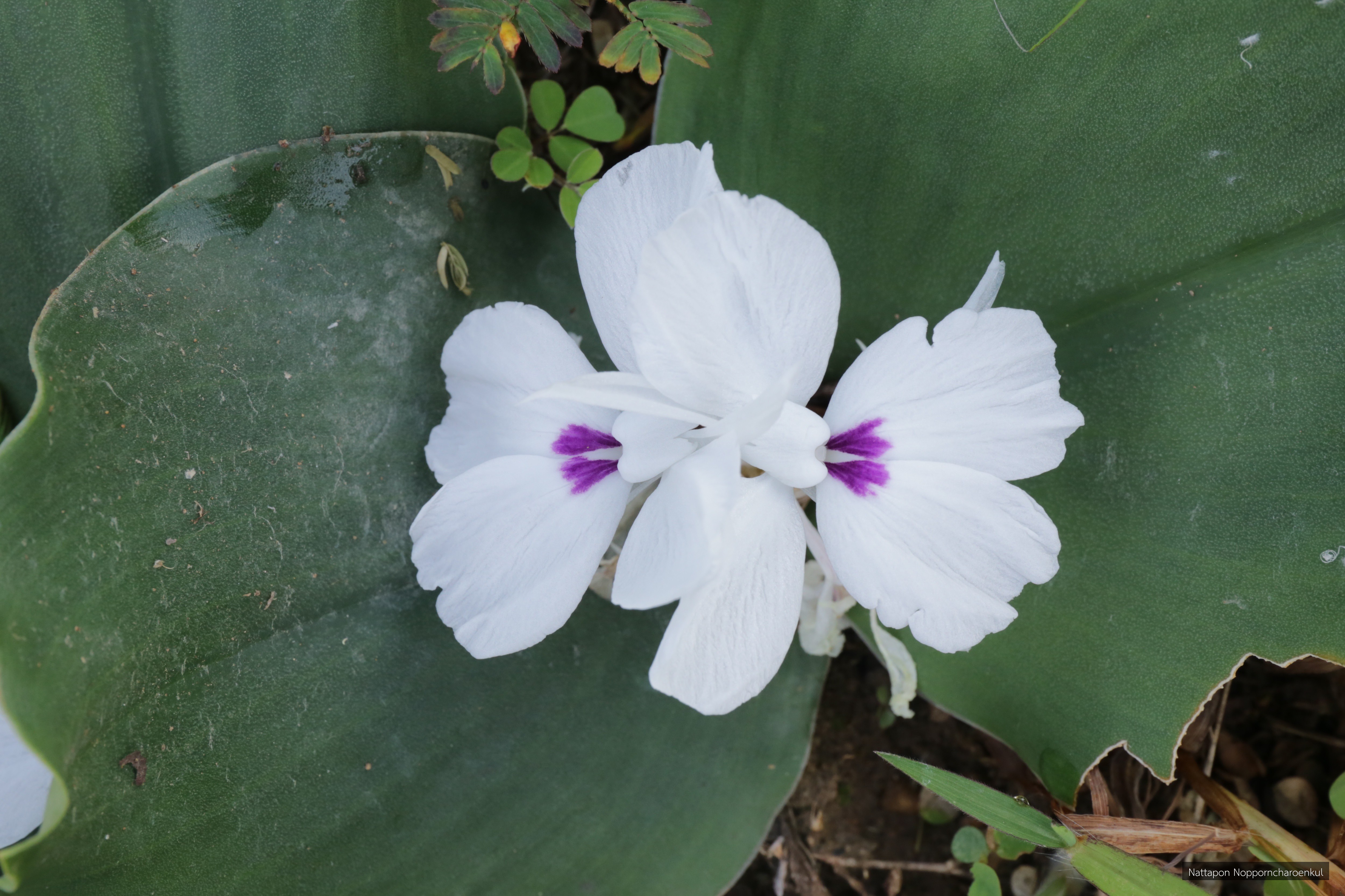 Kaempferia galanga